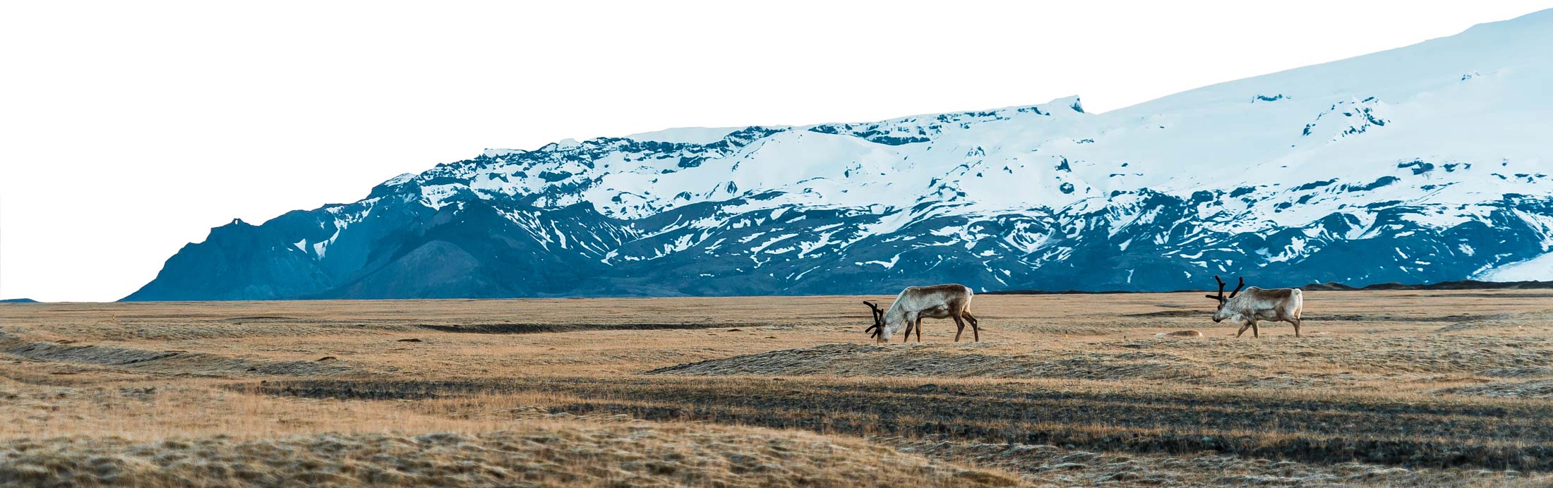 Reindeer on Iceland, available in Iceland Sneak Peek collection