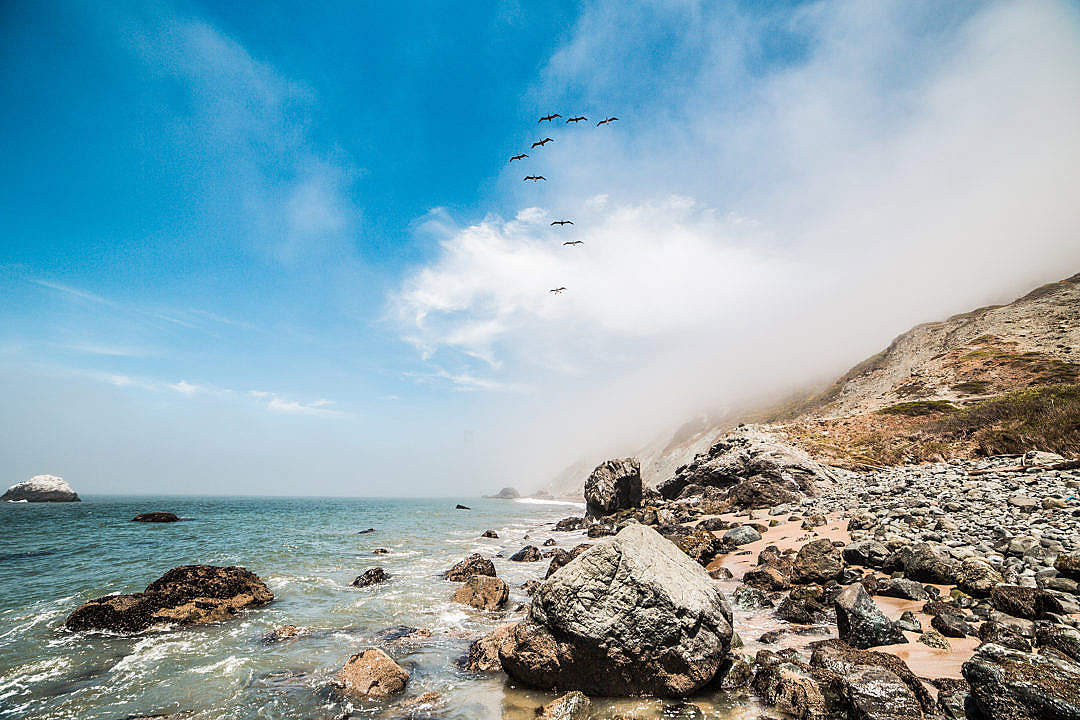 Download 9 Birds Flying Along The Ocean Shoreline FREE Stock Photo