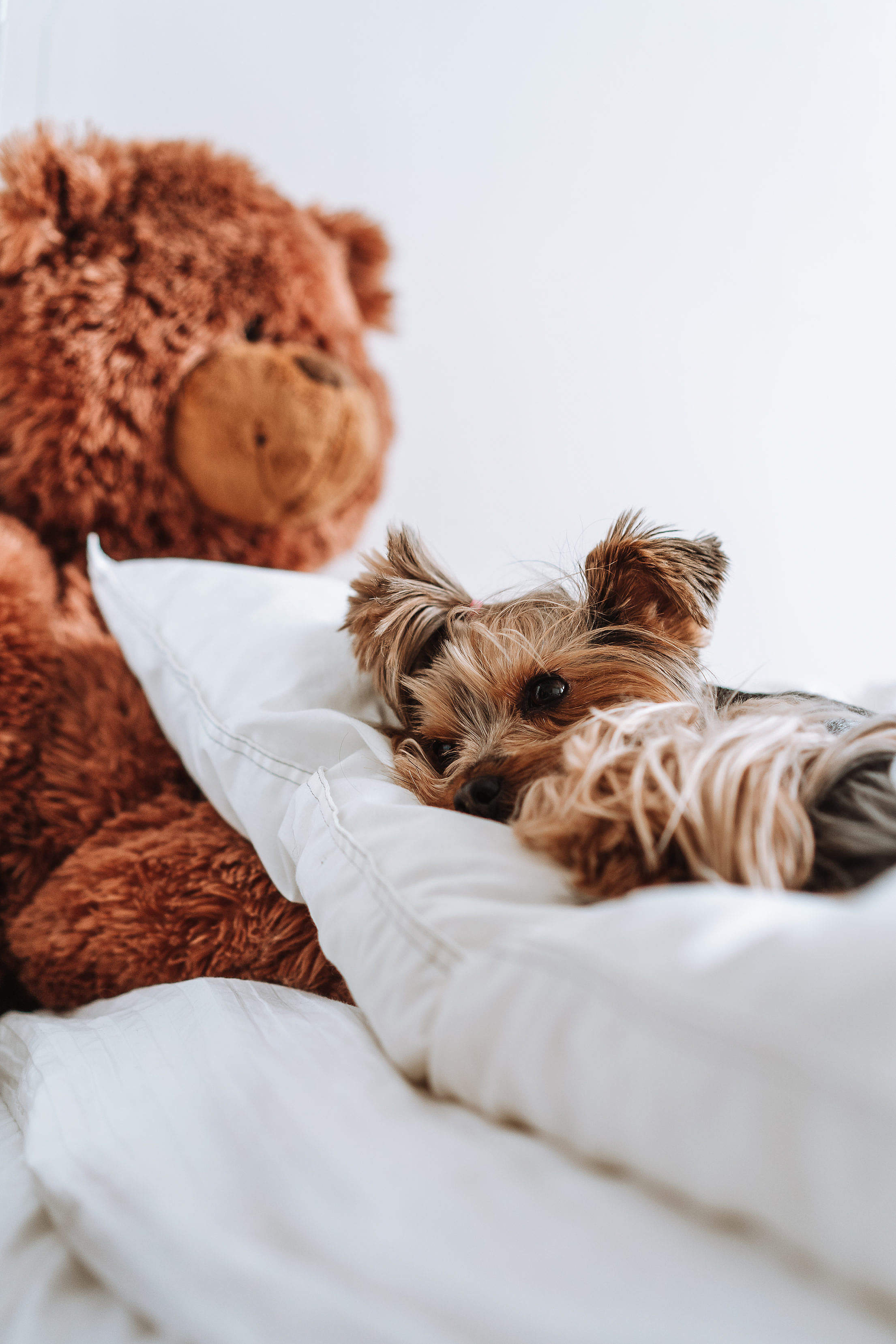 A Dog Lying on a Large Pillow in The Bed Free Stock Photo picjumbo