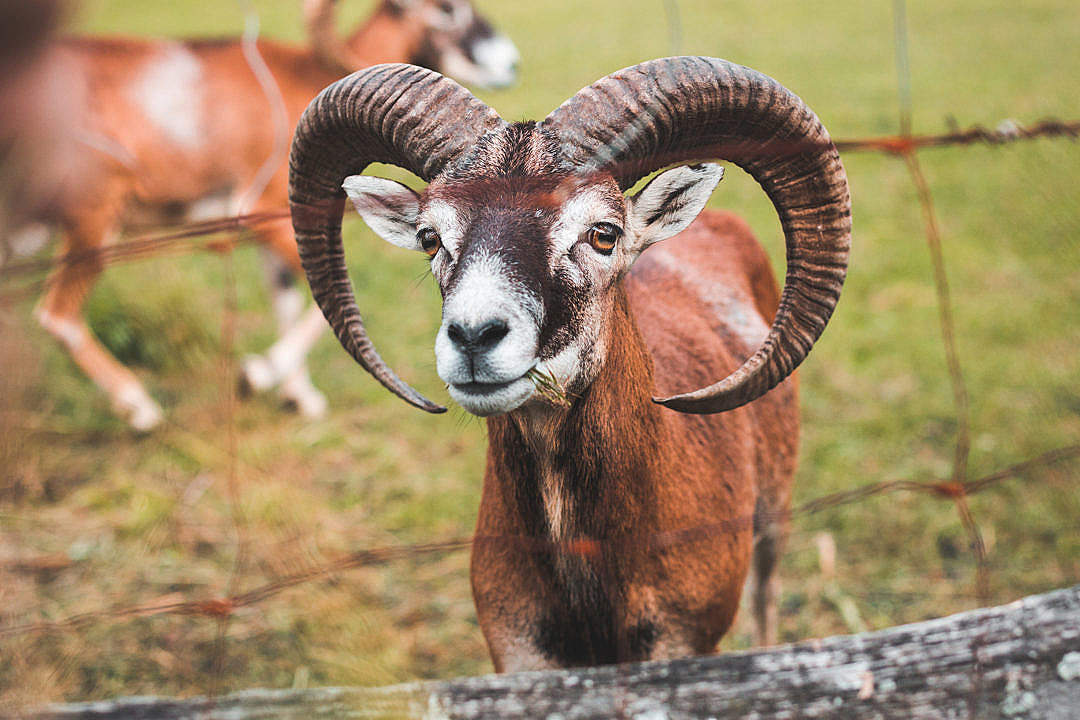 A Goat with Big Horns Behind the Fence