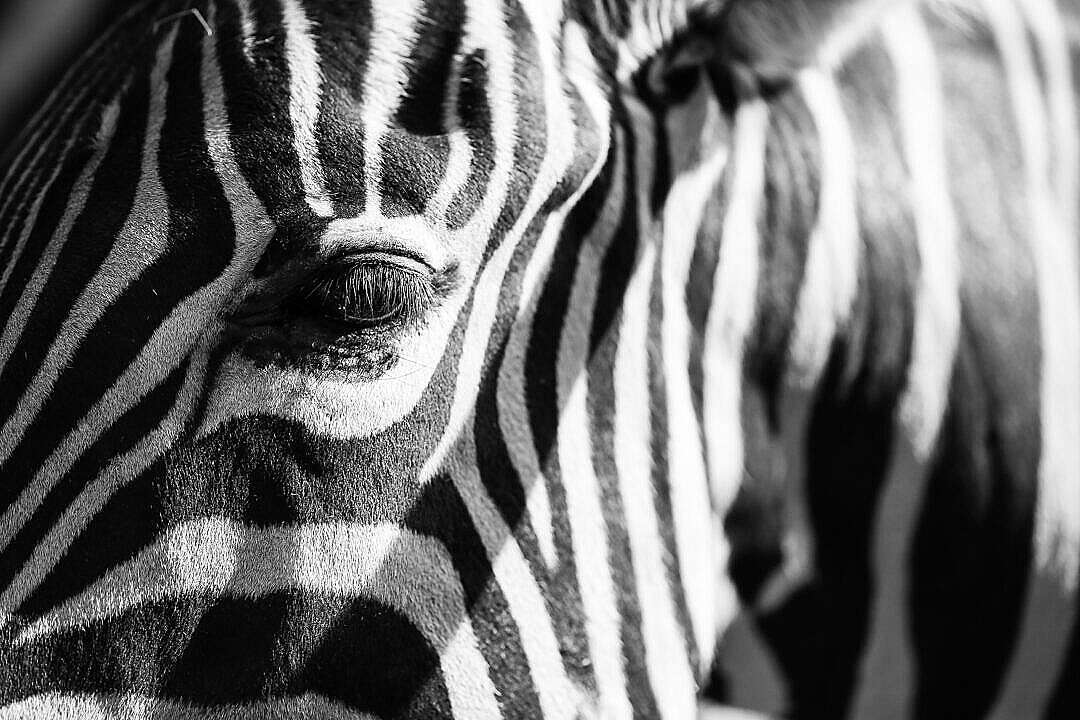 Download Abstract Real Zebra Stripes FREE Stock Photo