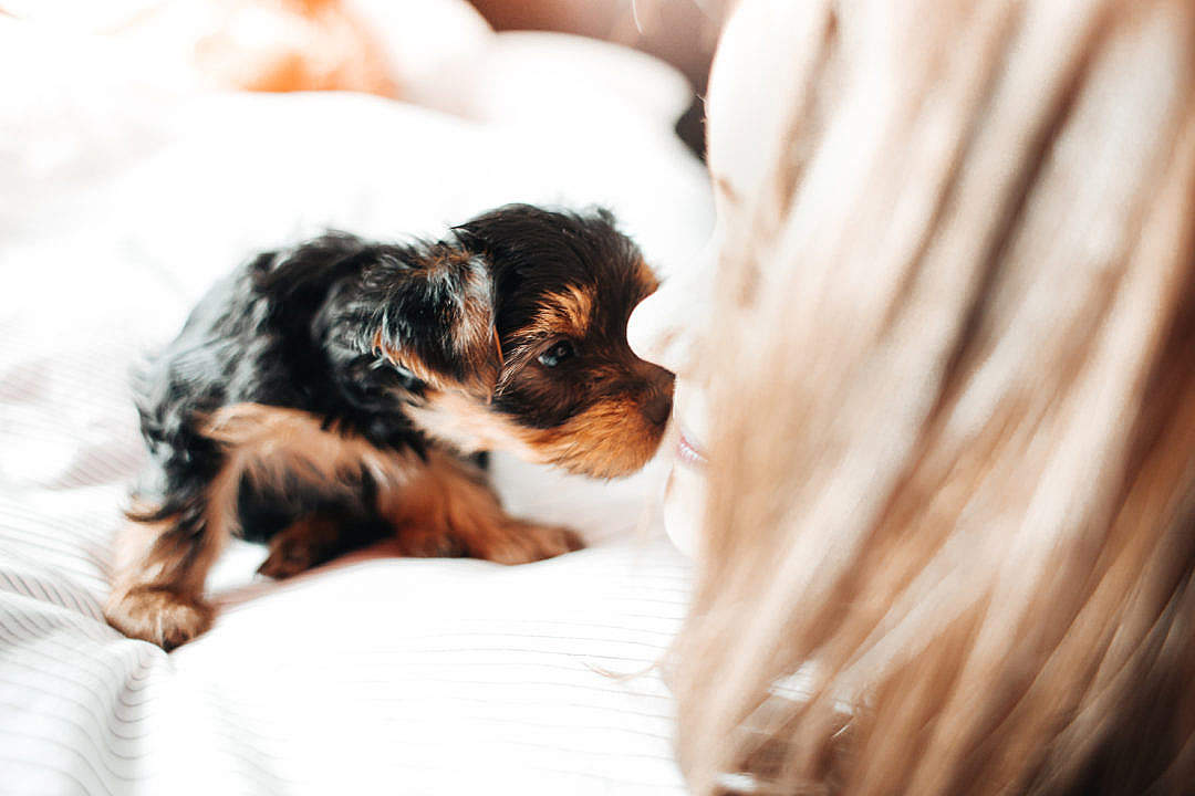 Adorable Puppy Licking Young Woman’s Face