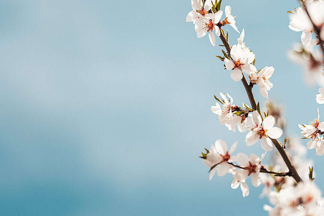 Download Almond Blossoms and Blue Sky Copy Space FREE Stock Photo