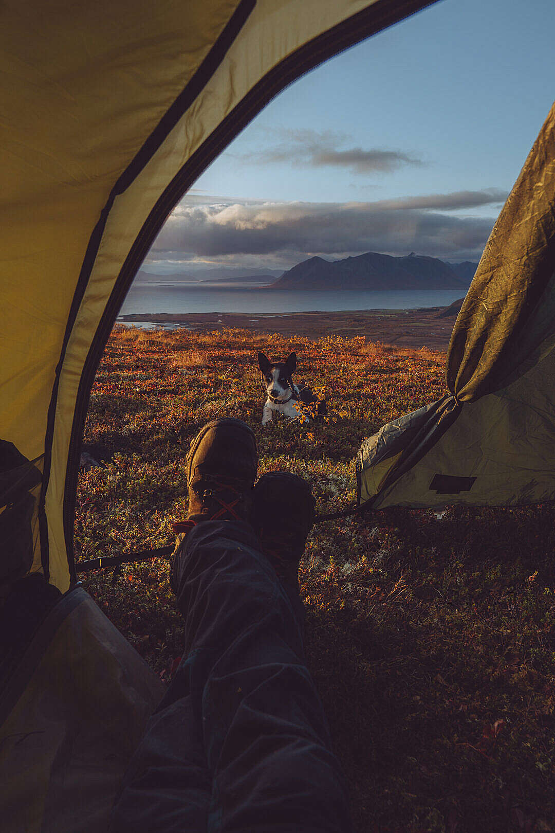 Amazing Camping Tent View with Husky Dog