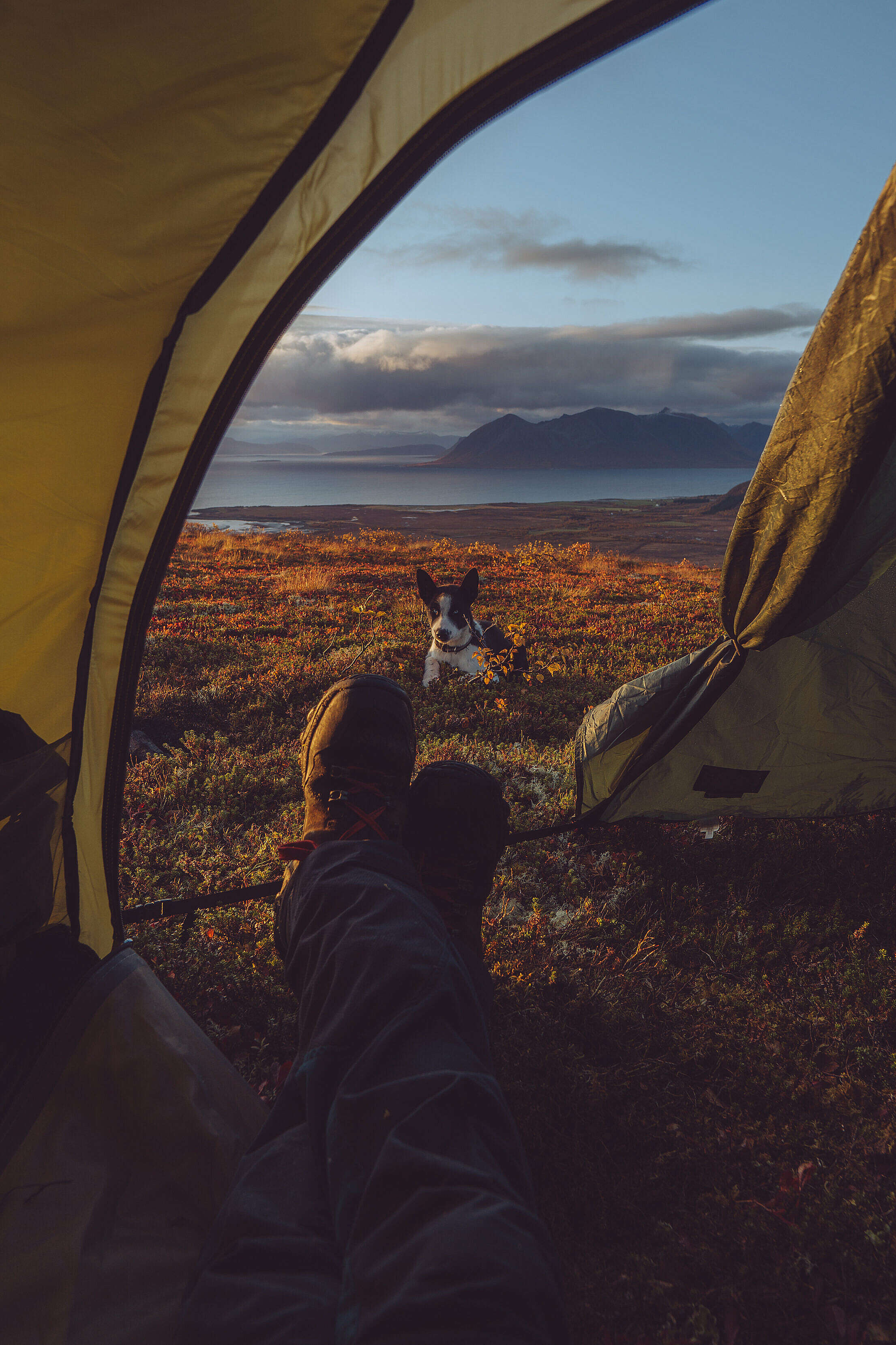 Amazing Camping Tent View with Husky Dog Free Stock Photo