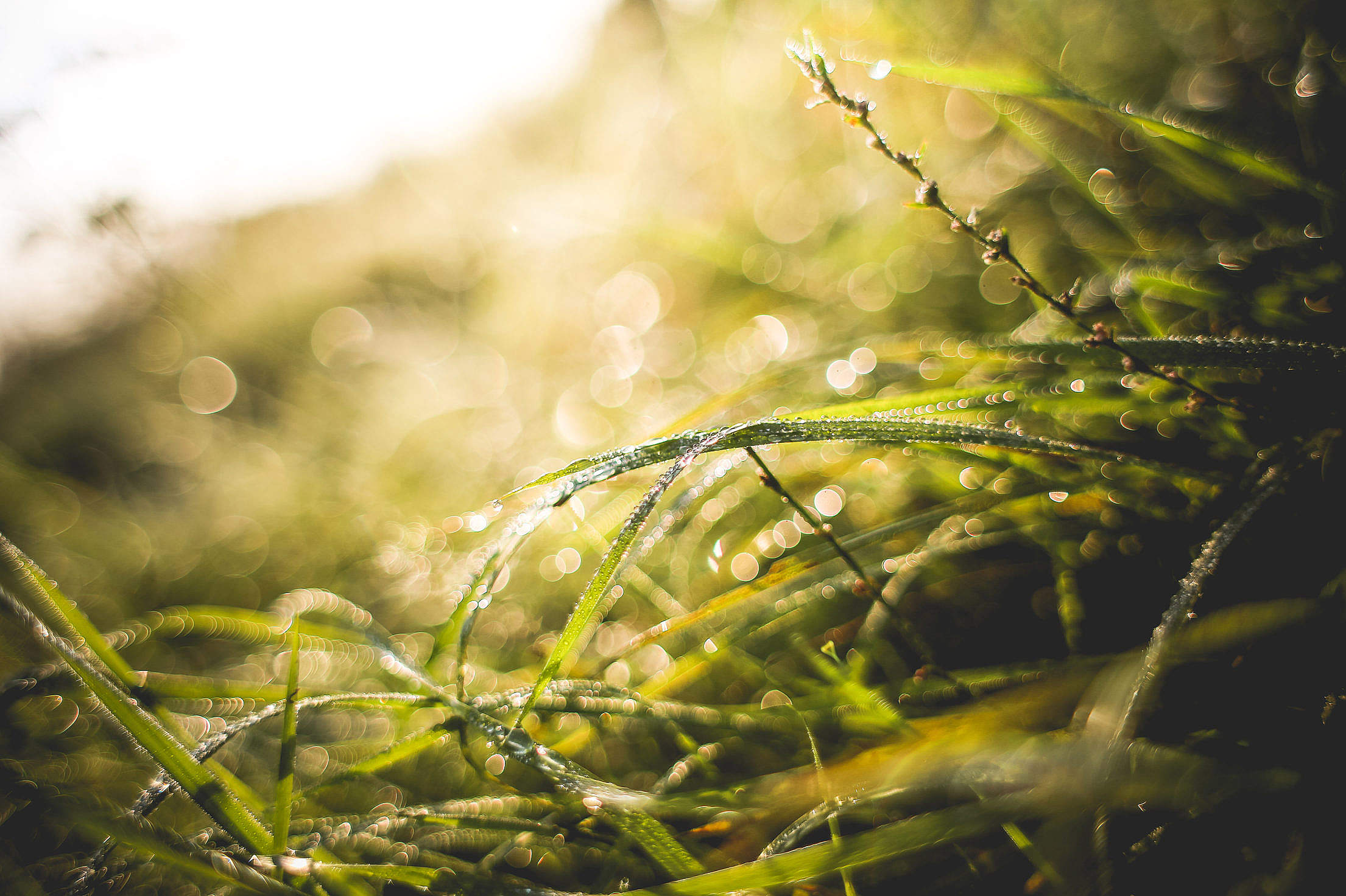 Another Sunny Morning Grass Shot Free Stock Photo