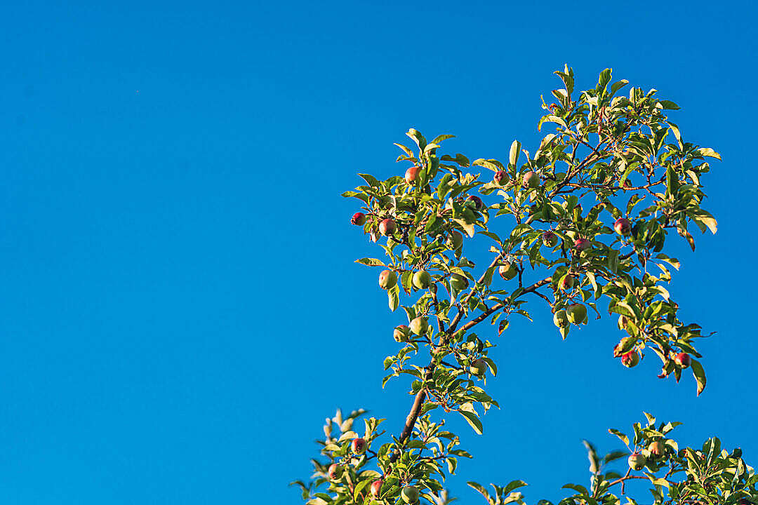 Download Apple Tree Branch and Blue Sky FREE Stock Photo