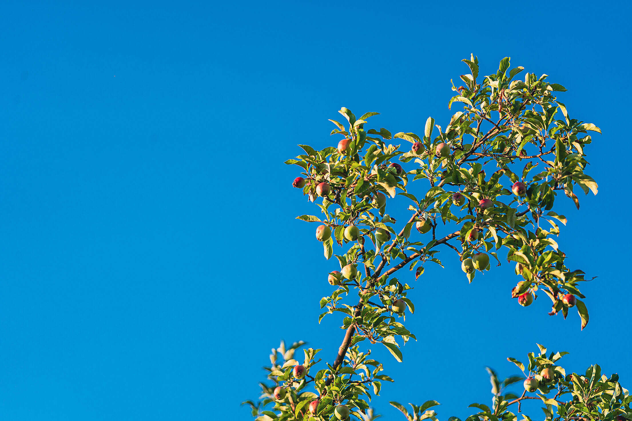 Apple Tree Branch and Blue Sky Free Stock Photo