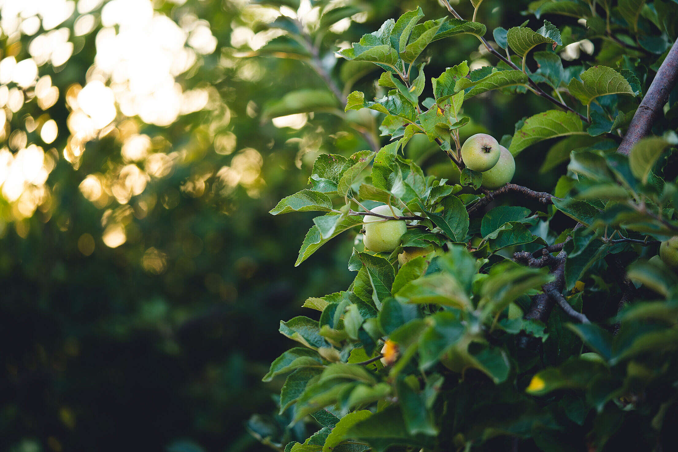 Apples on Apple Tree with Copy Space Free Stock Photo