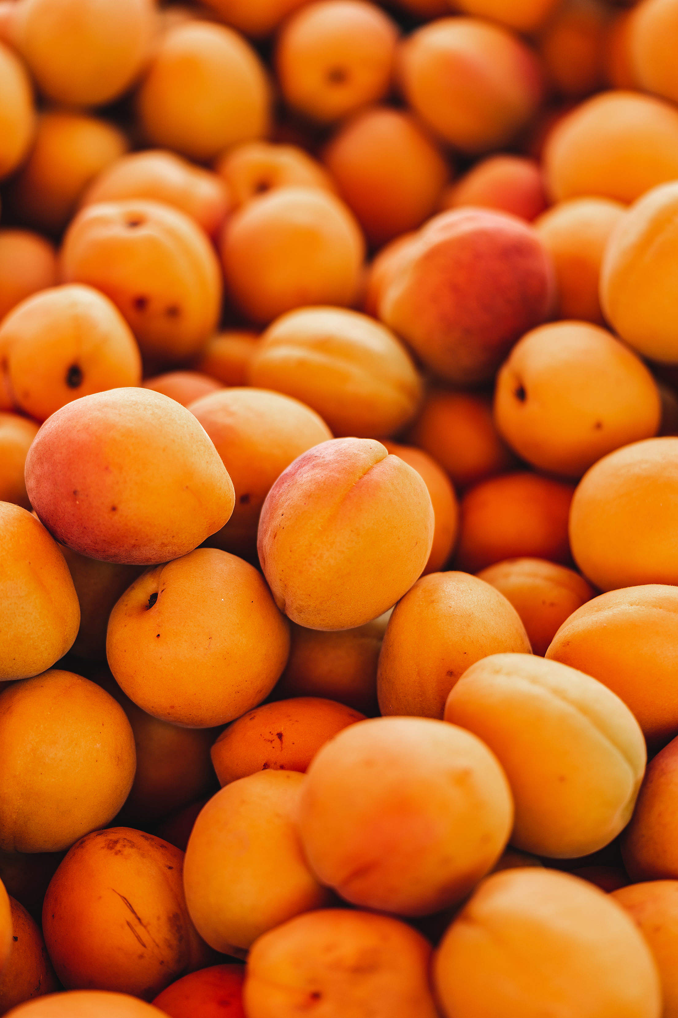 Apricots Free Stock Photo
