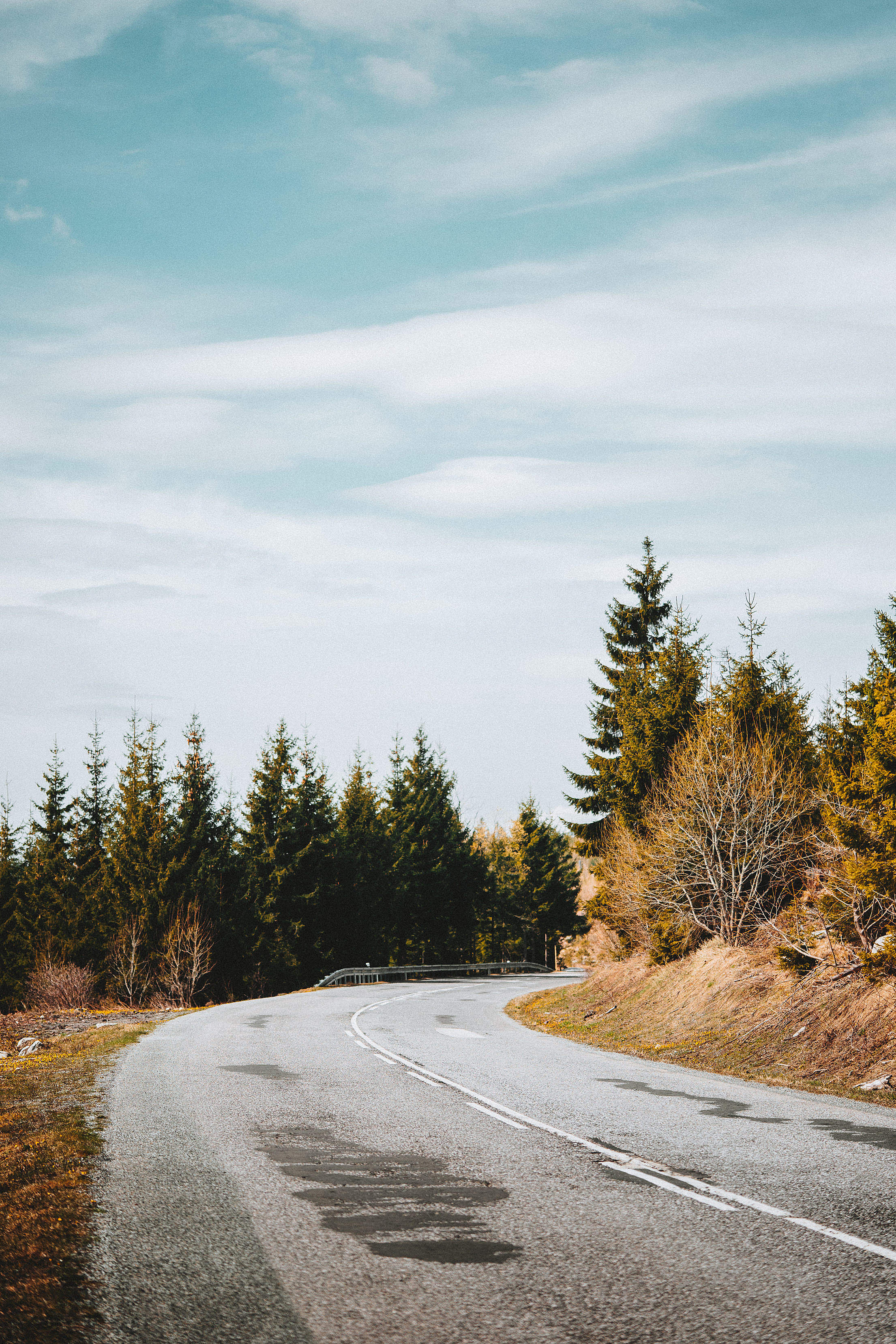 Asphalt Sharp Curve Road along with Forest Free Stock Photo