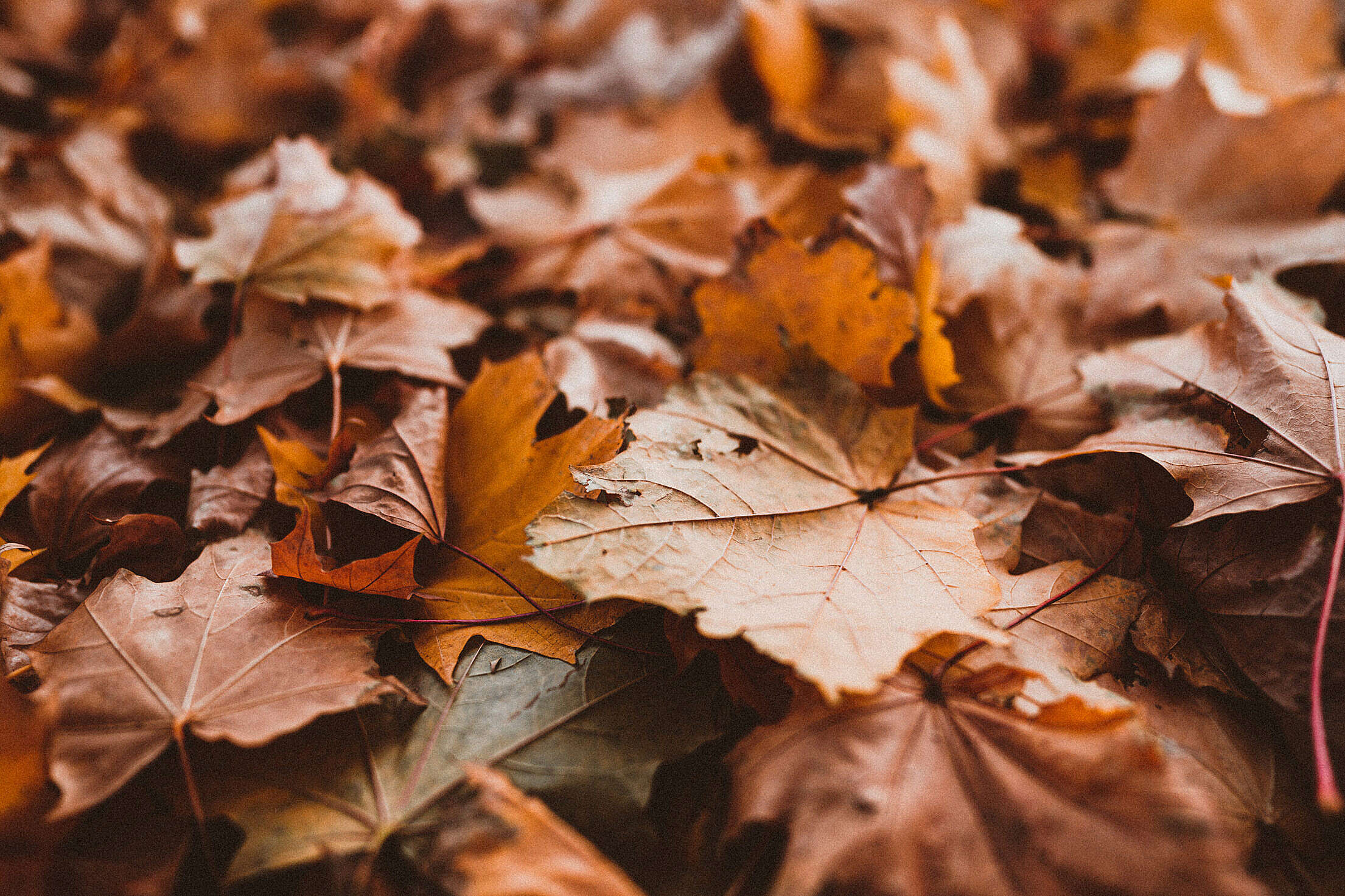 Autumn Fallen Leaves Free Stock Photo