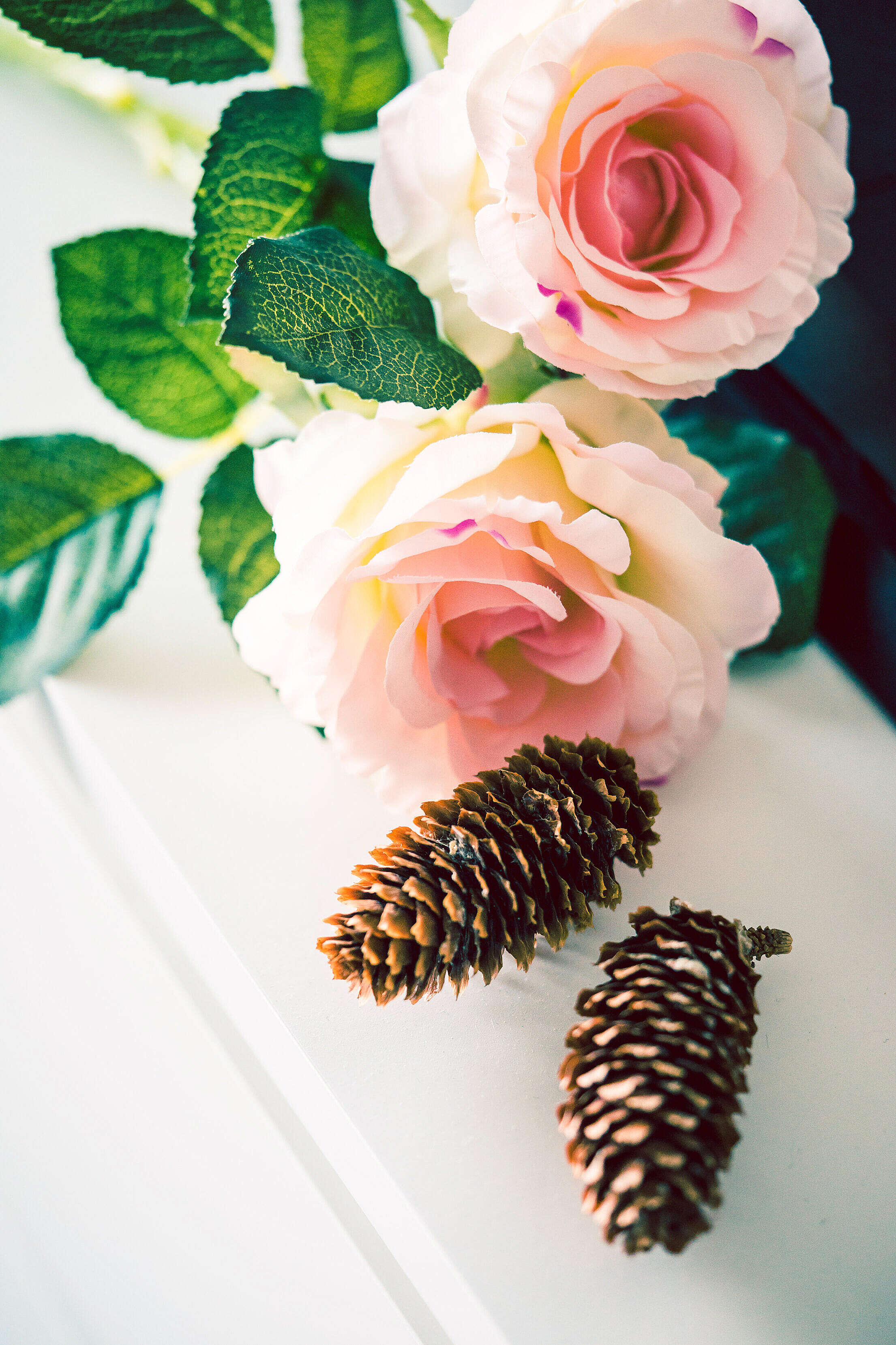 Autumn Feeling: Roses and Cones Free Stock Photo