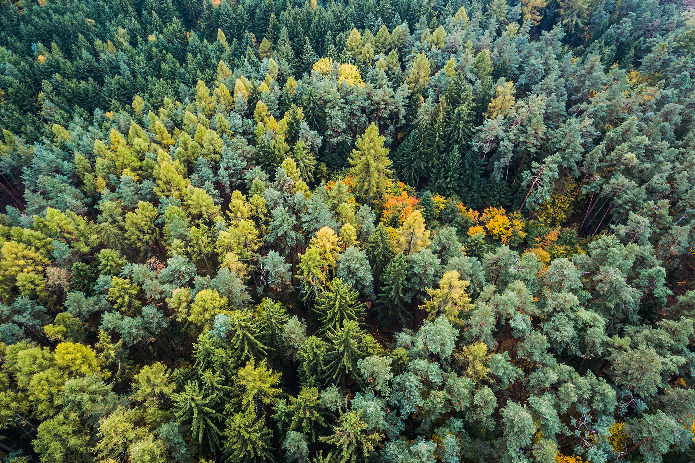 Autumn Forest From Above Free Stock Photo | picjumbo