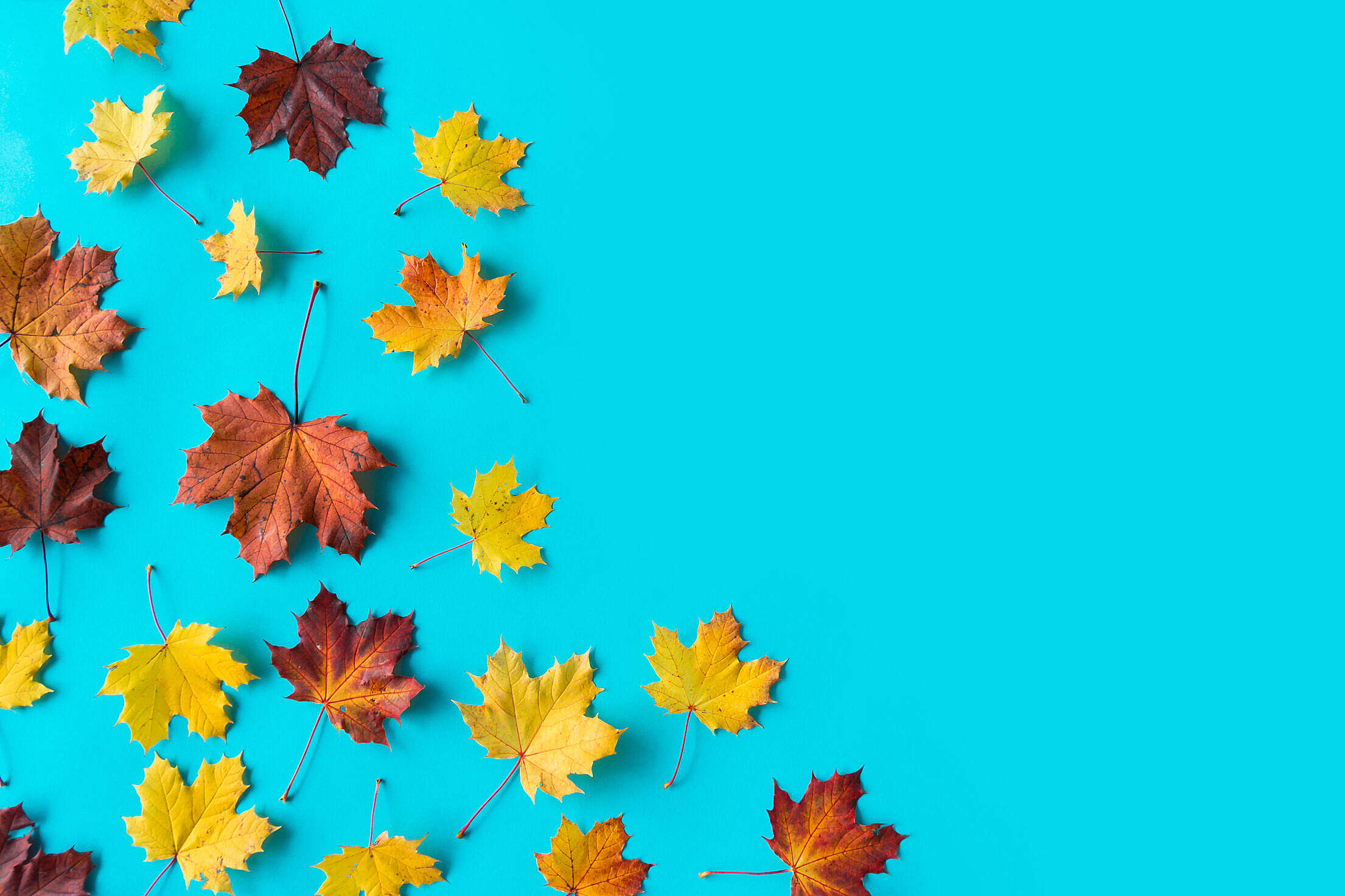 Autumn Leaves on Flat Blue Background with Room for Text Free Stock Photo