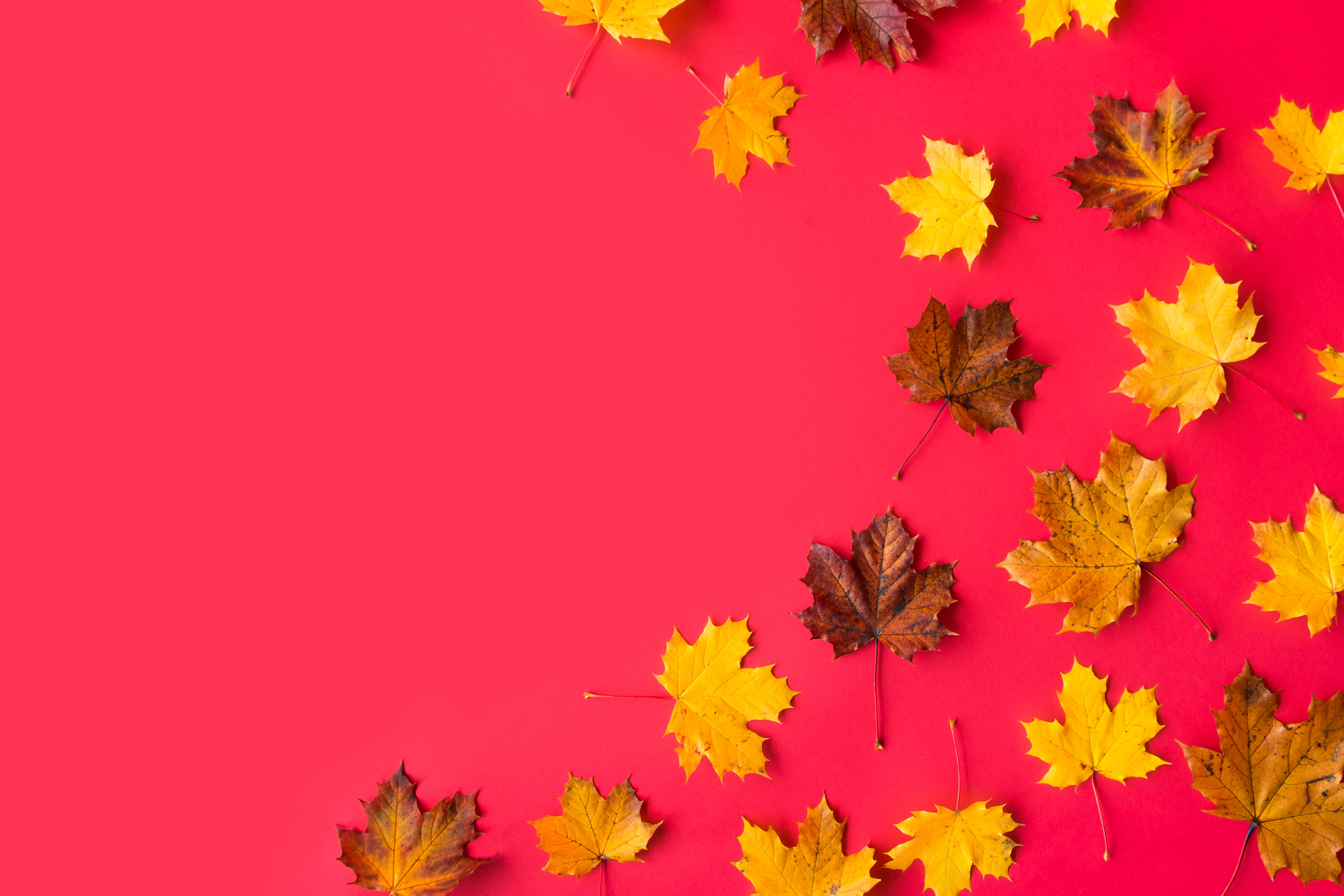Autumn Leaves on Flat Red Background with Room for Text #2 Free Stock Photo  | picjumbo