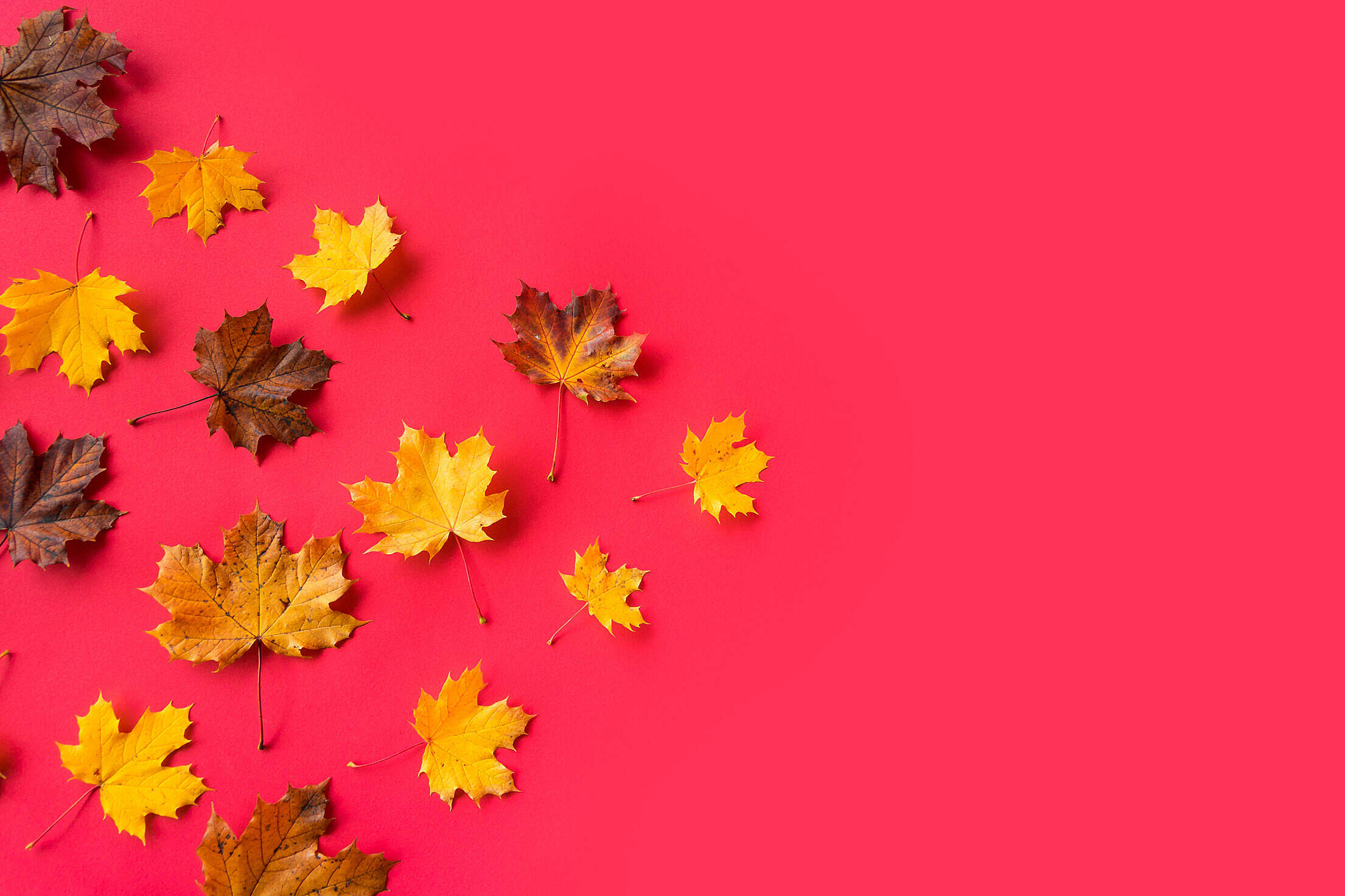 Autumn Leaves on Flat Red Background with Room for Text #3 Free Stock Photo