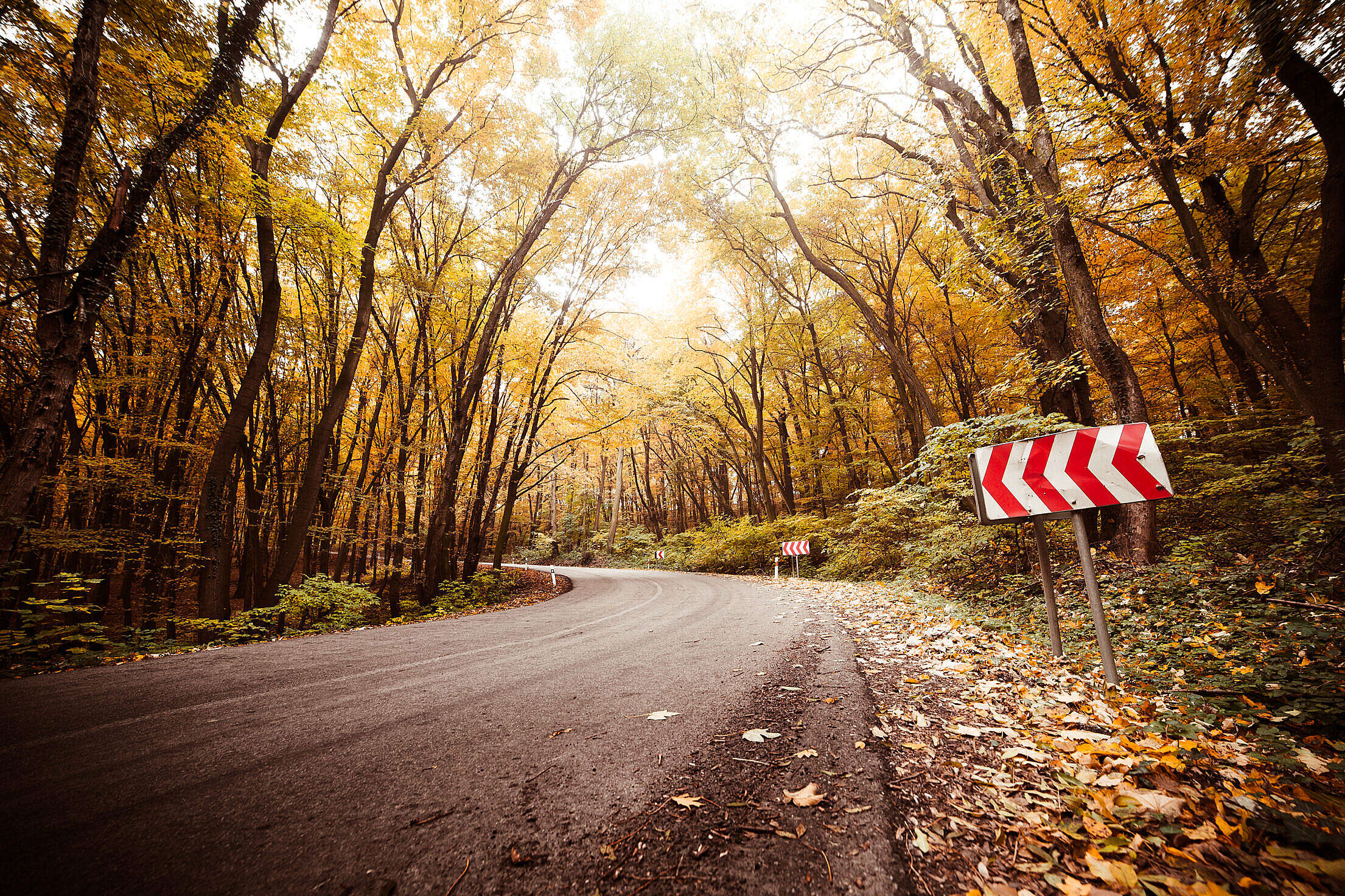 Autumn long. Road Cover.