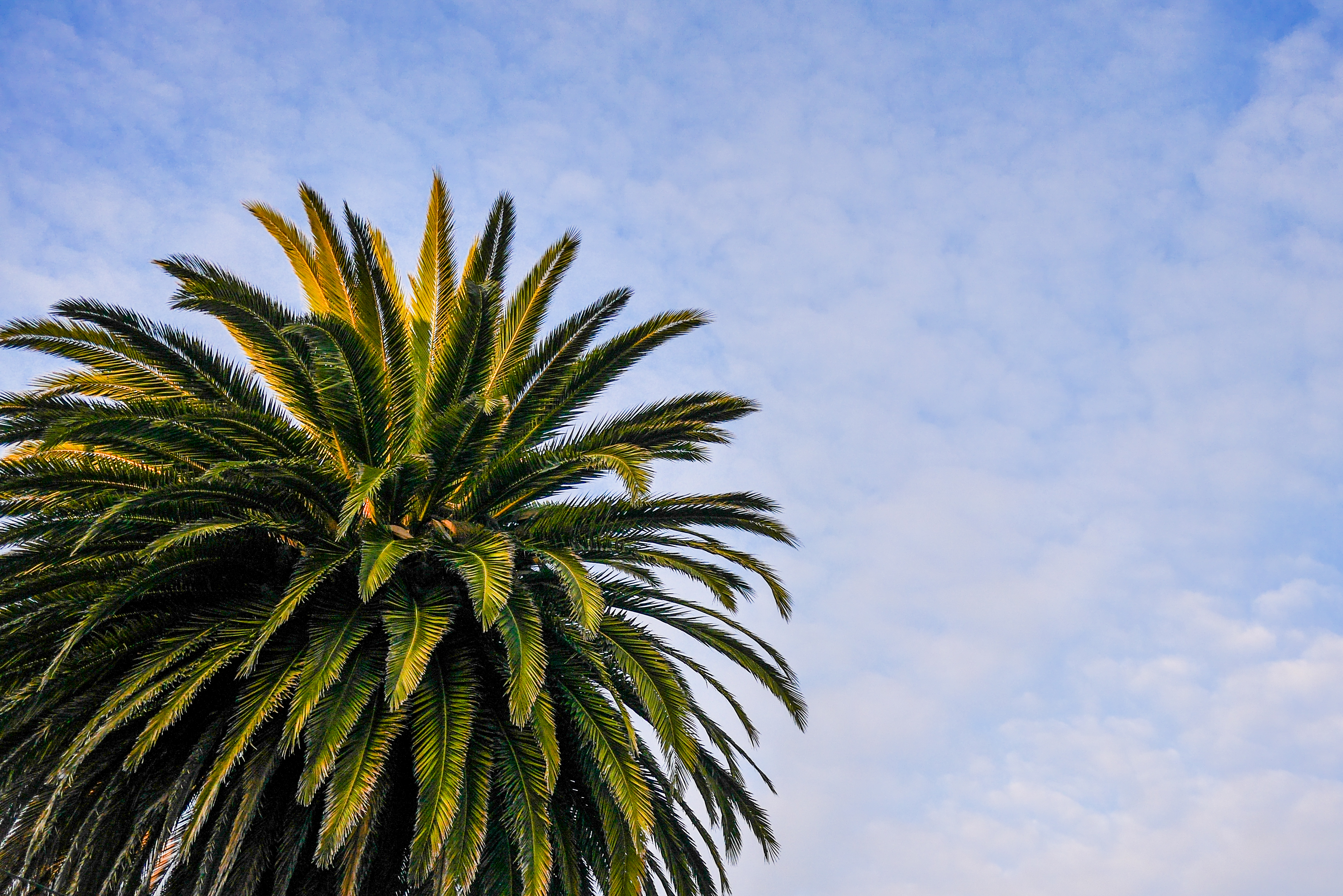 beach palm trees tumblr background