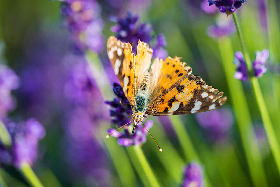 Download Beautiful Butterfly in Lavender Field FREE Stock Photo