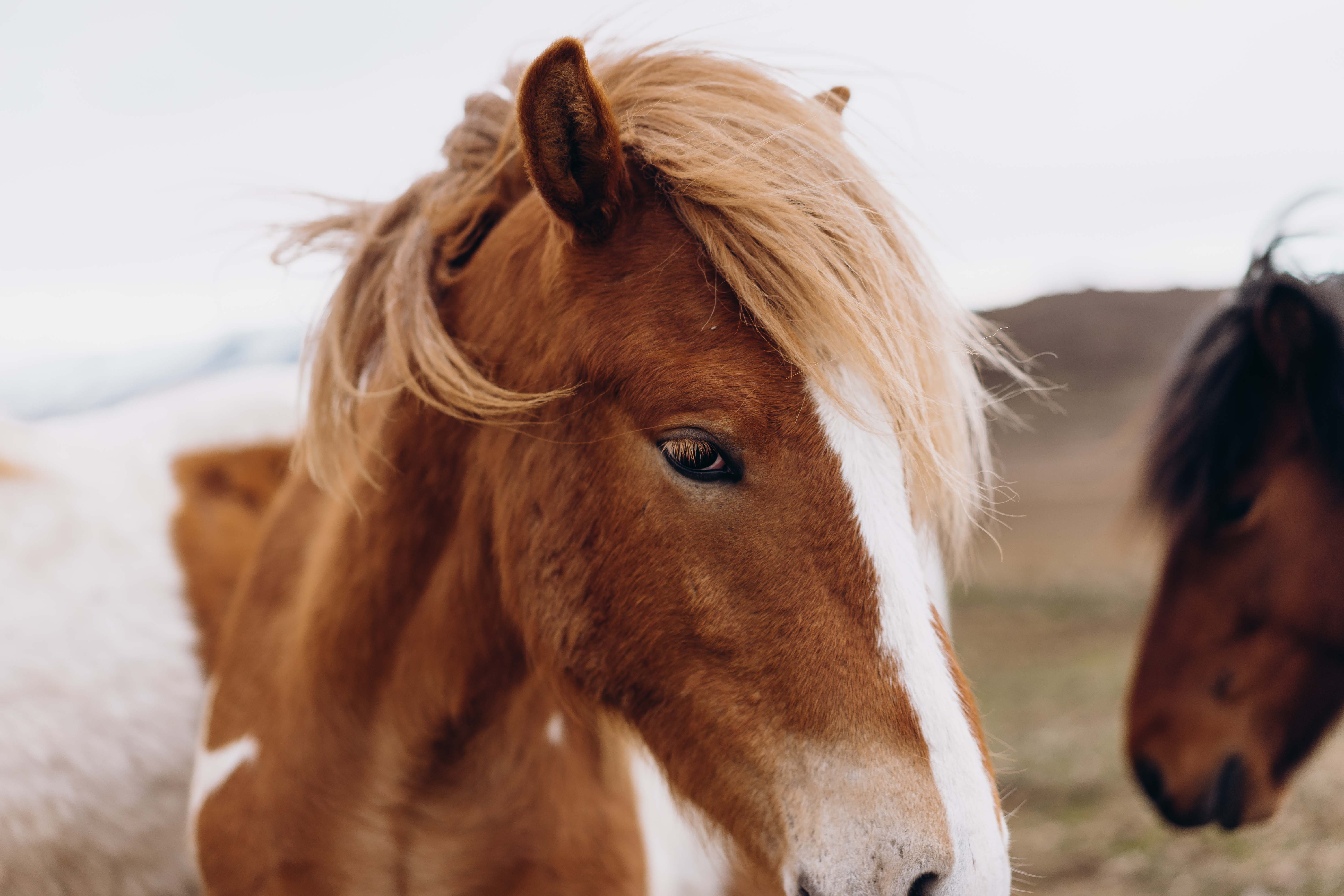 Beautiful Icelandic Wild Horses Free Stock Photo | Picjumbo