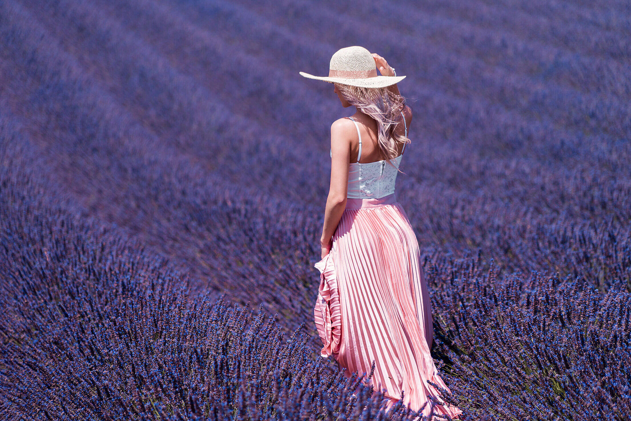 Beautiful Lavender Field Free Stock Photo