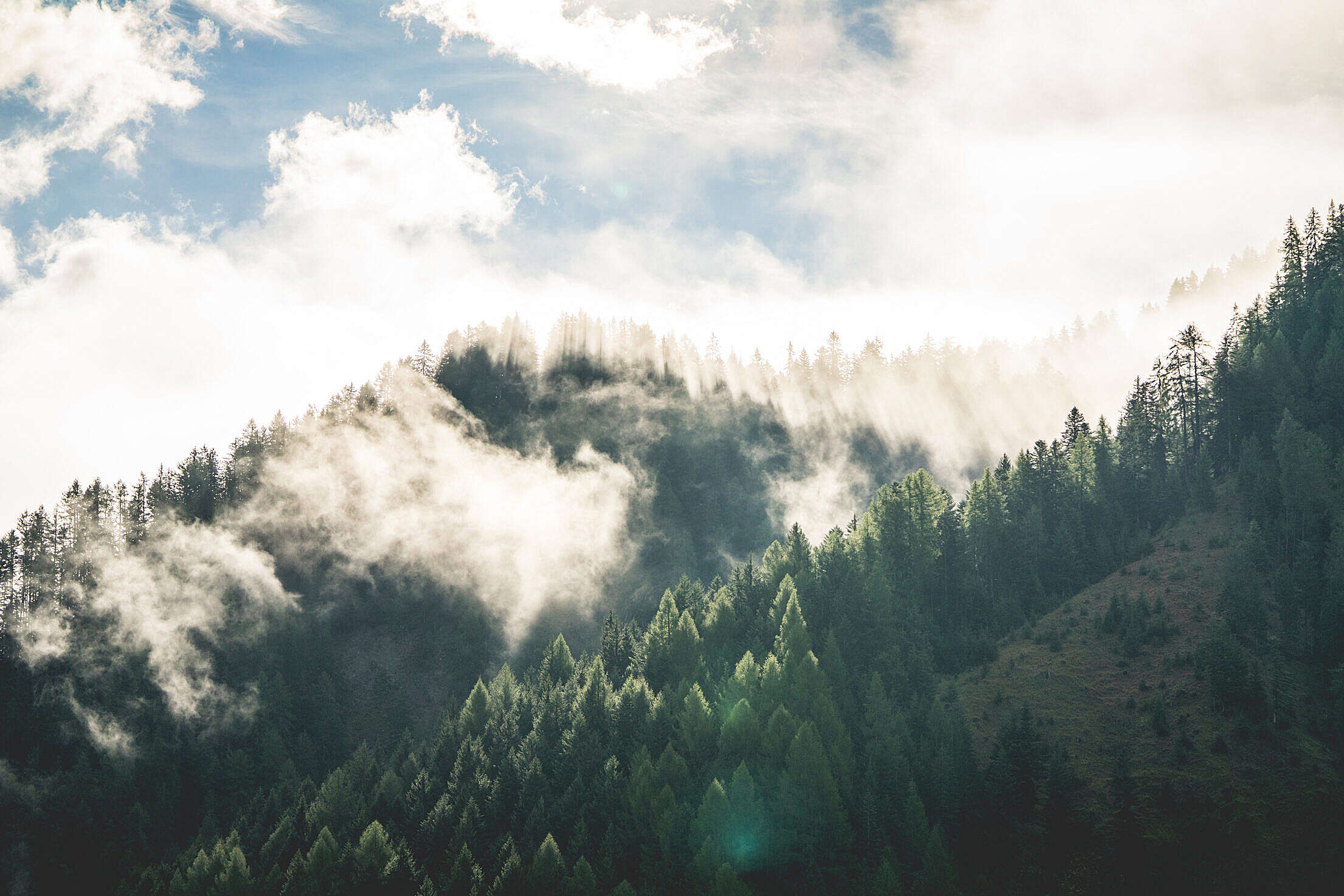 Beautiful Morning Mountain Forest Scenery Free Stock Photo
