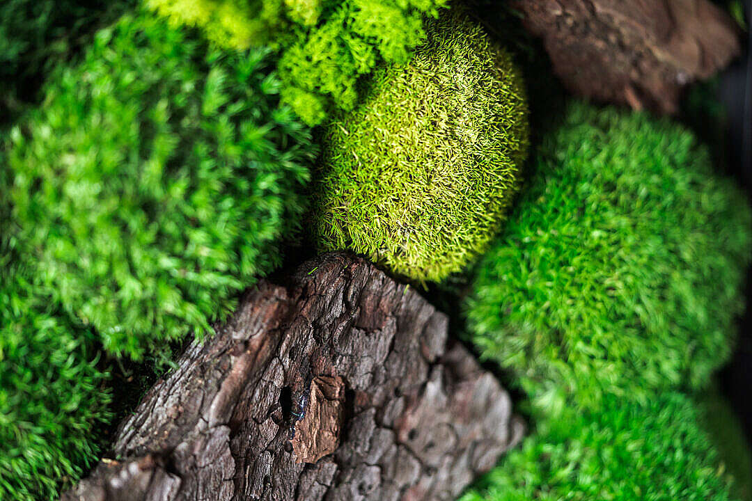 Download Beautiful Moss Close Up FREE Stock Photo