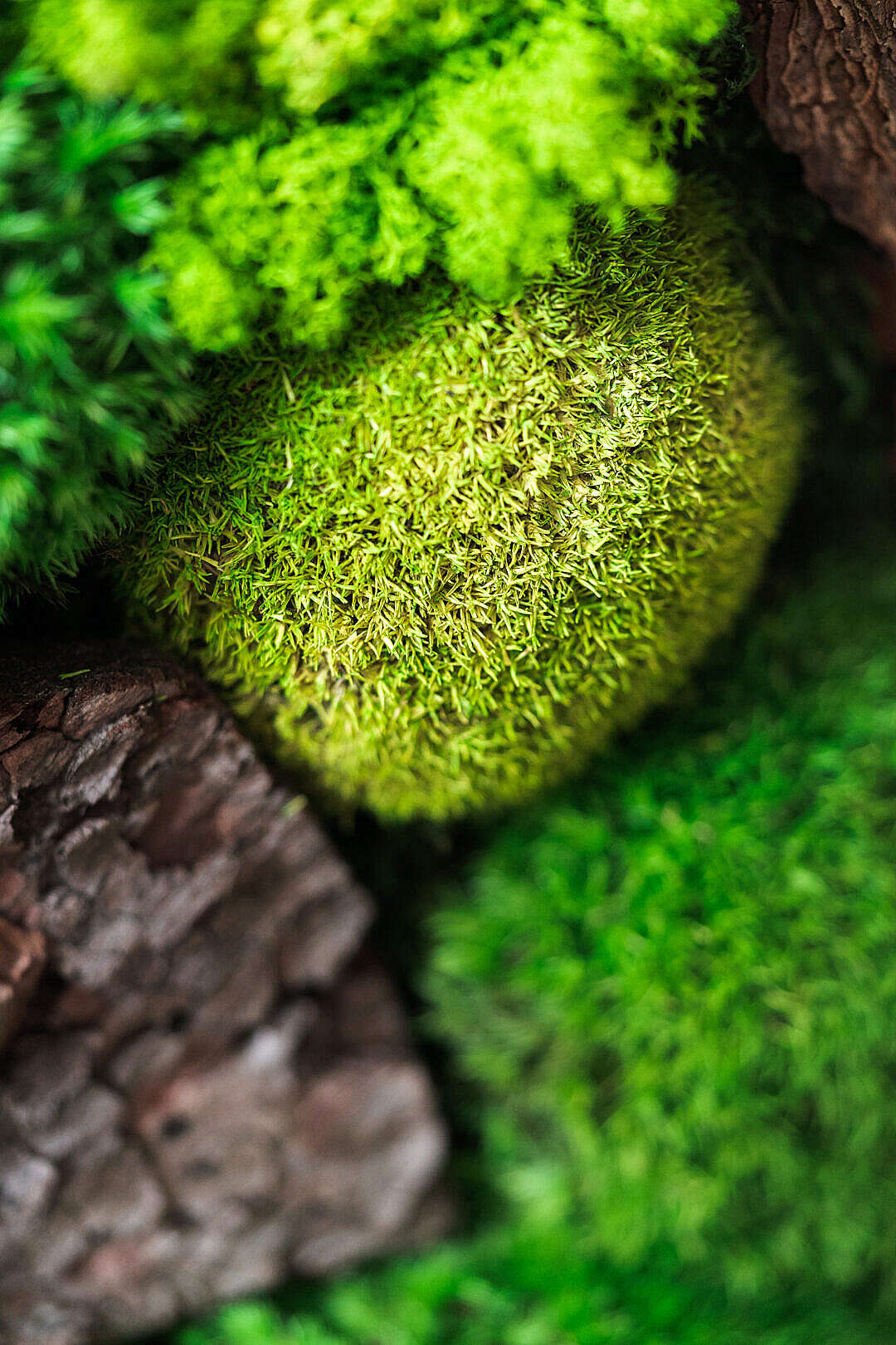 Download Beautiful Moss with Wood FREE Stock Photo