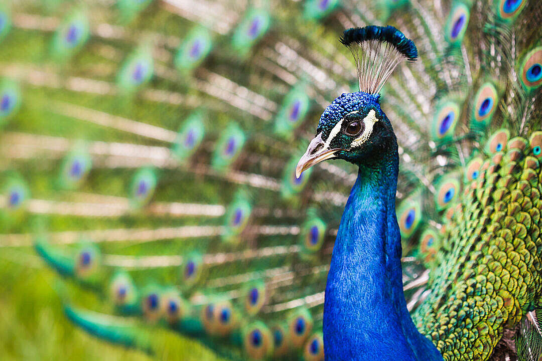 Download Beautiful Peacock Portrait FREE Stock Photo