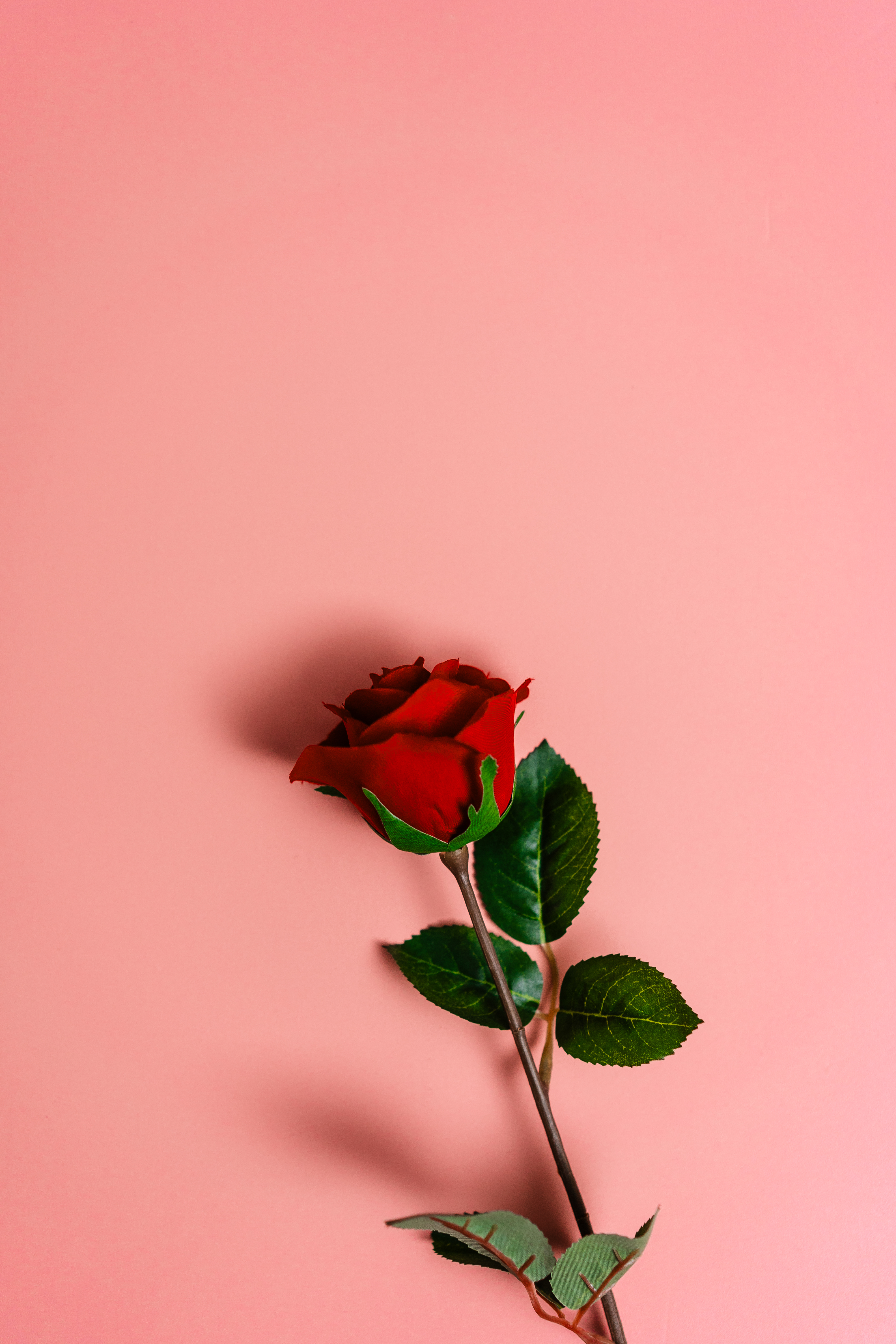 Beautiful Red Rose on Pastel Background Free Stock Photo