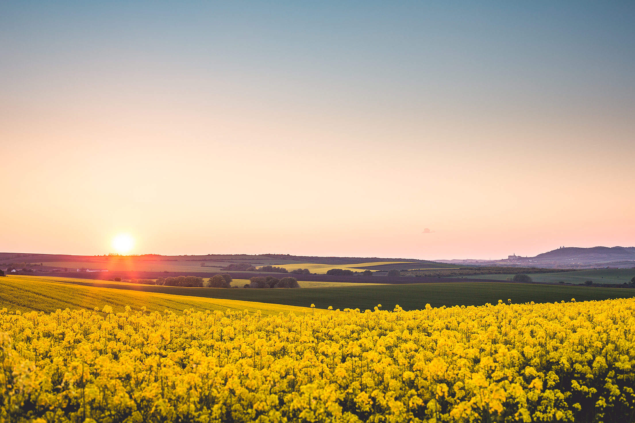 Beautiful Sunset Over The Yellow Rapeseed Field Free Stock Photo