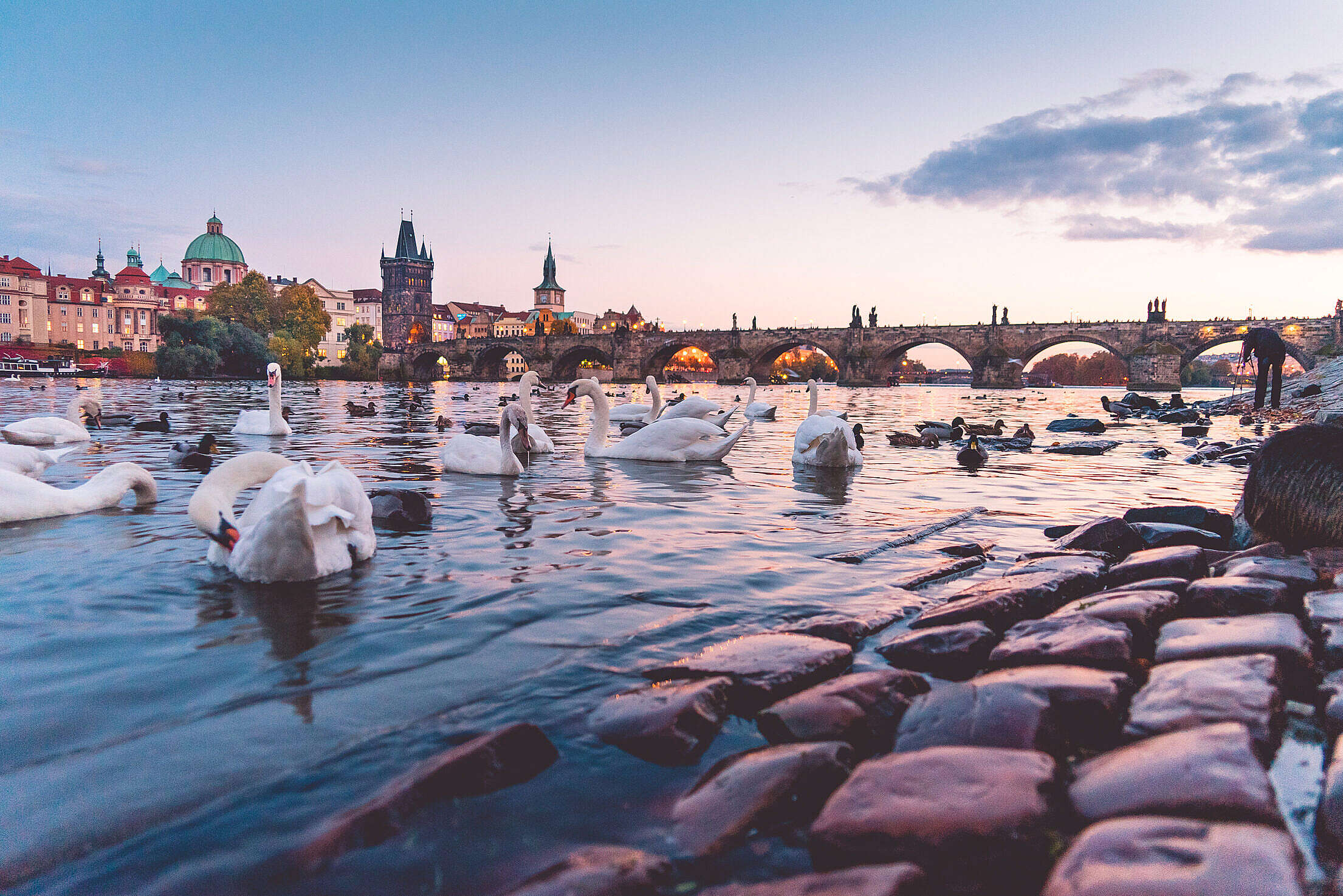 Beautiful Sunset Panorama with Swans and Charles Bridge in Prague Free Stock Photo