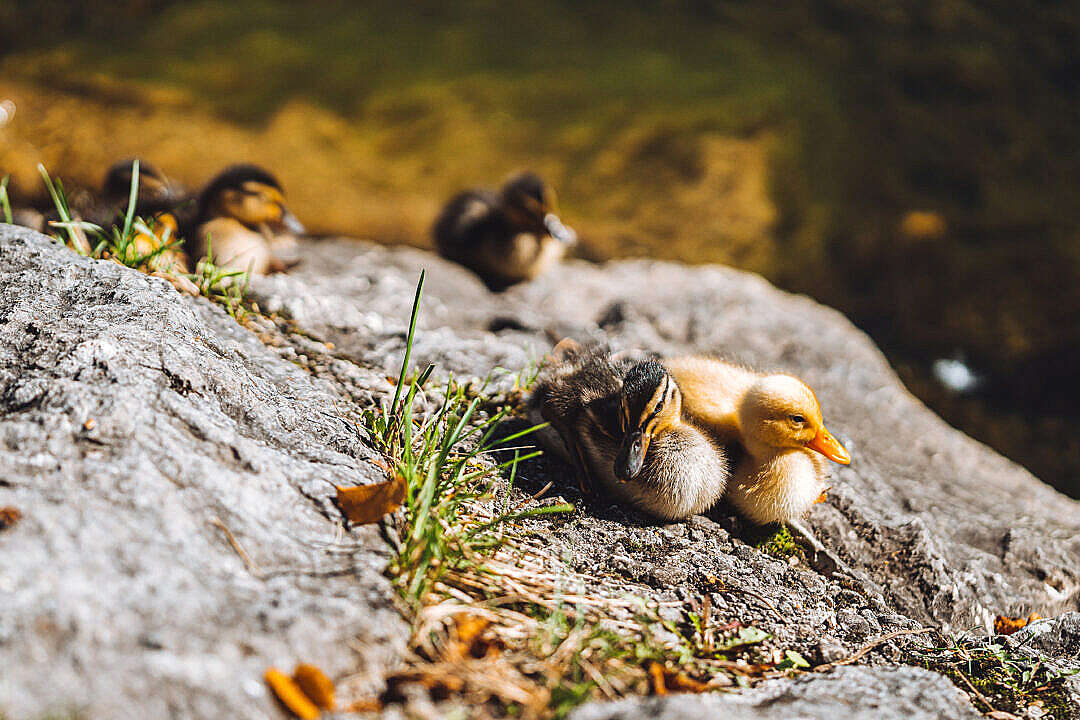 Download Beautiful Wild Duck Cubs FREE Stock Photo
