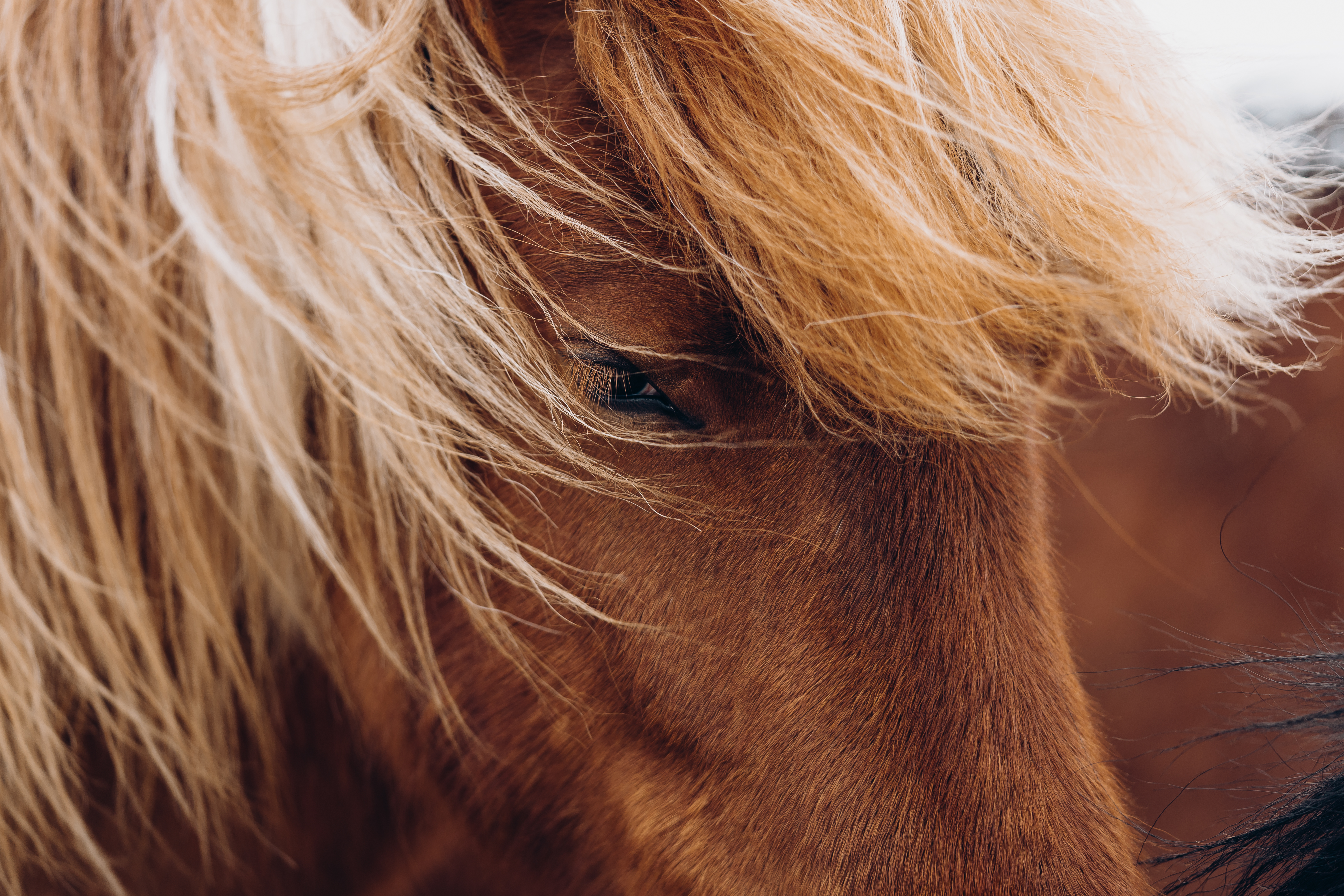 Beauty Of Icelandic Horses Free Stock Photo | Picjumbo