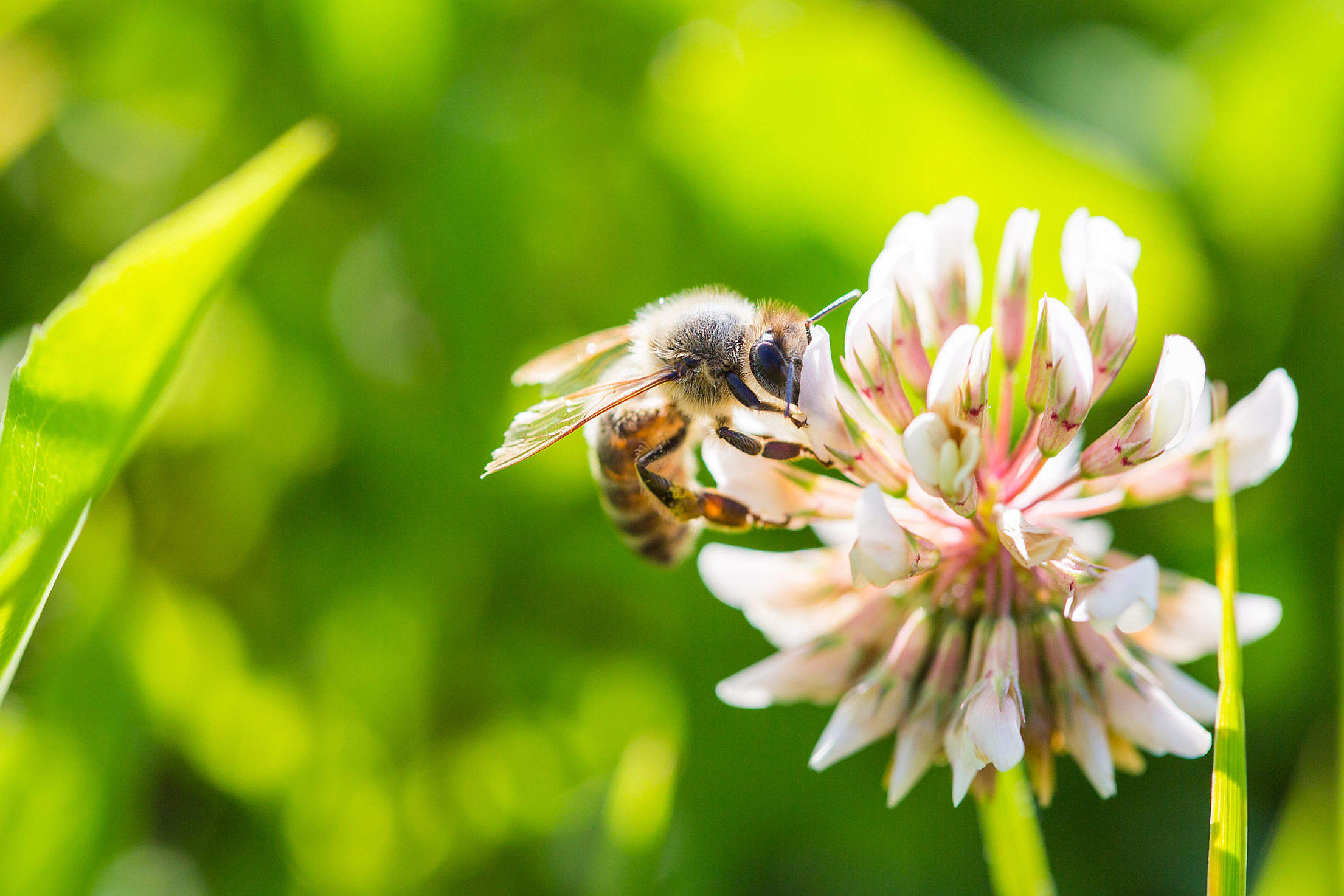 Bee Working on White Clover Flower Close Up Free Stock Photo