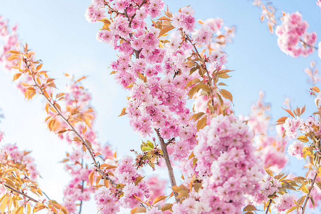 Download Blossoms of Cherry Tree in the Spring FREE Stock Photo