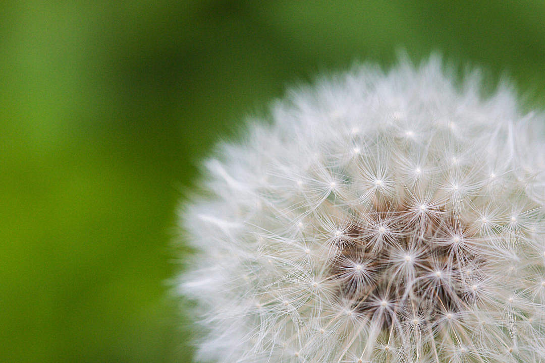 Download Blowball/Dandelion Close Up FREE Stock Photo