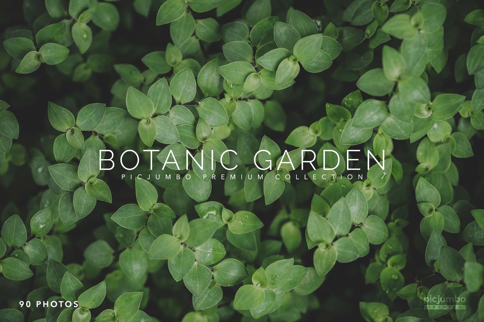 Download hi-res stock photos from our Botanic Garden PREMIUM Collection!