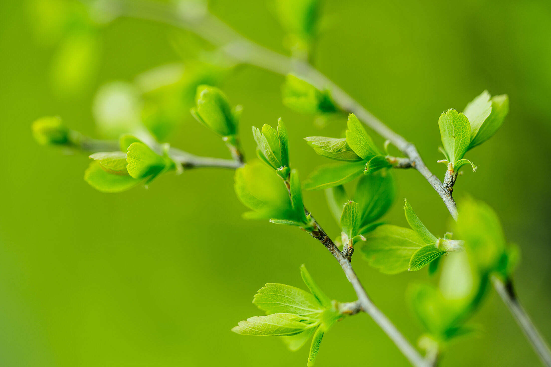 Branch With Young Leaves Free Stock Photo