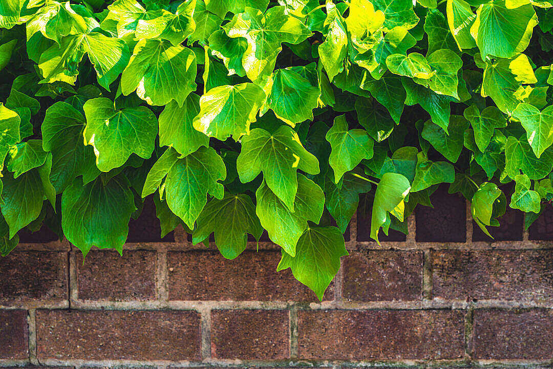 Download Brick Fence and Spring Green Leaves FREE Stock Photo
