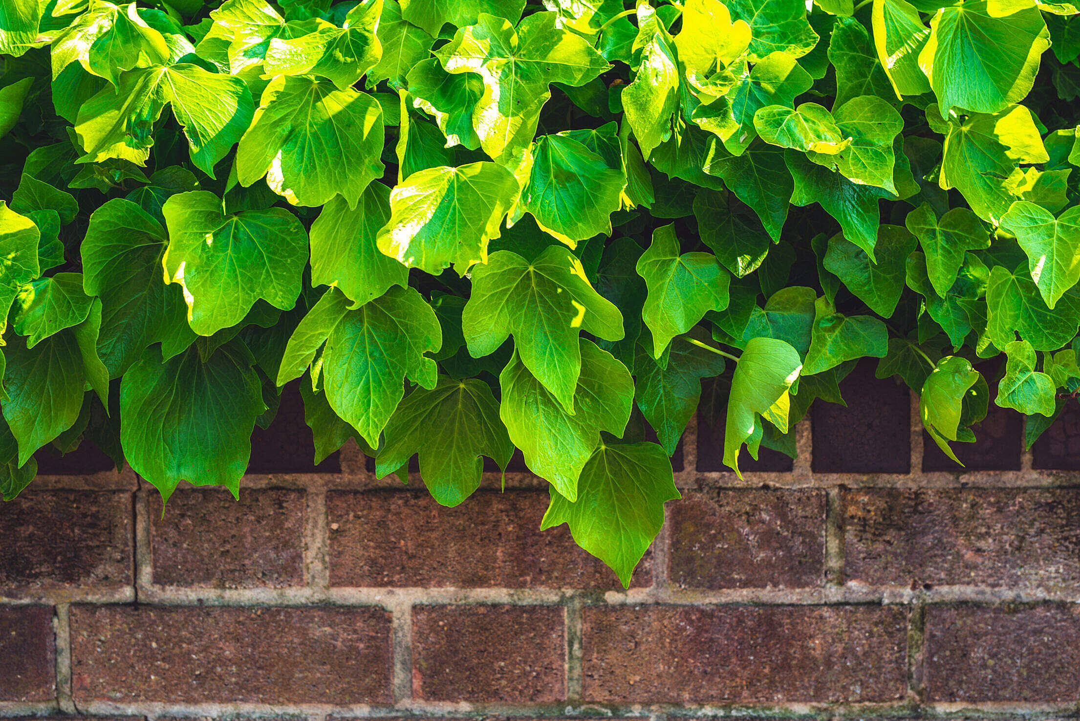 Brick Fence and Spring Green Leaves Free Stock Photo