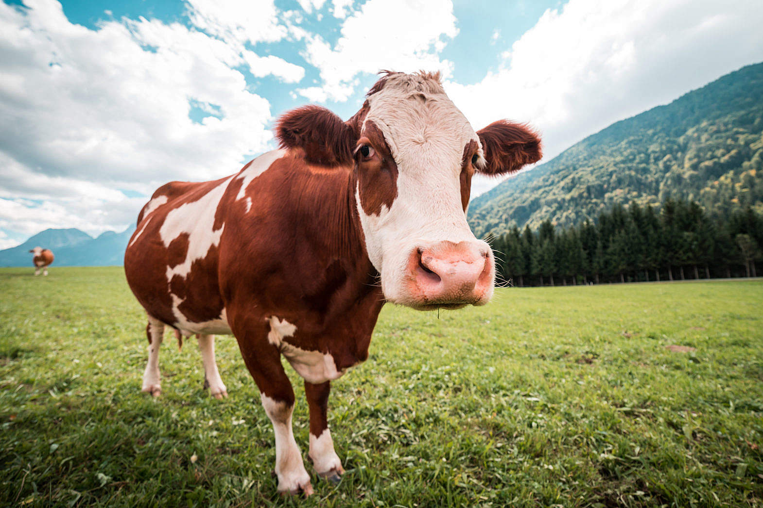 Brown and White Cow in Pasture Free Stock Photo | picjumbo