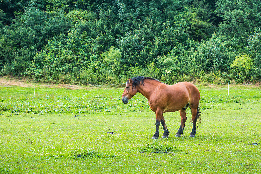 Download Brown Horse in a Meadow FREE Stock Photo