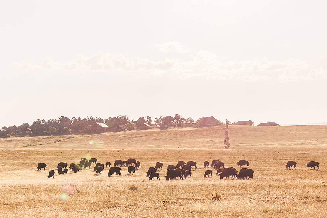 Buffalo Herd on a Field at Sunrise