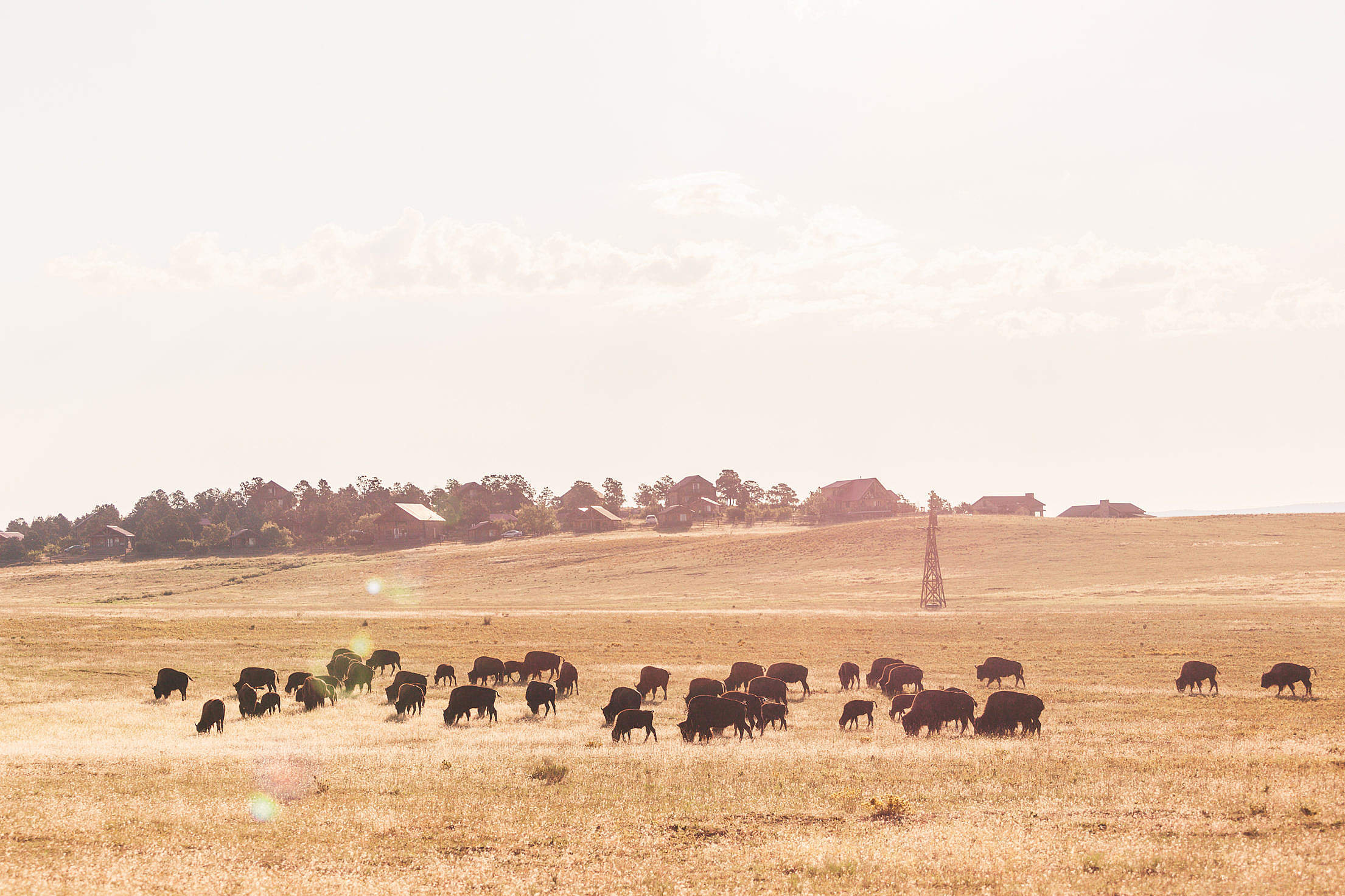Buffalo Herd on a Field at Sunrise Free Stock Photo