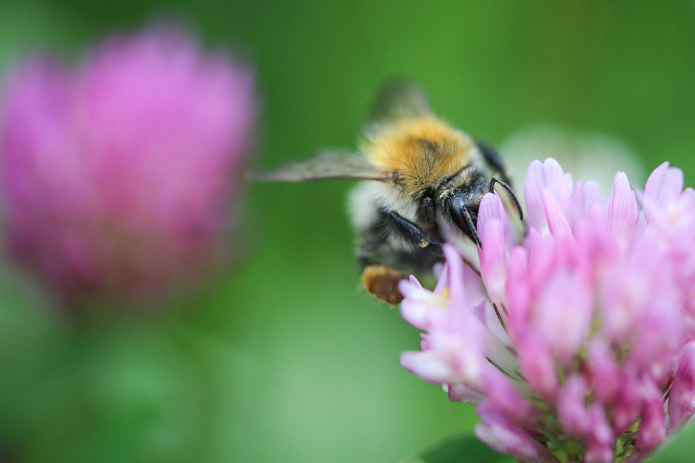 Bumblebee on Clover Close Up Free Stock Photo