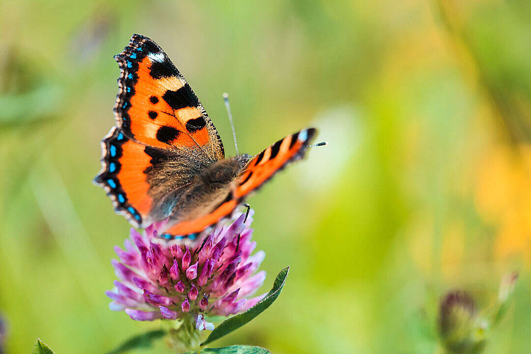 Download Butterfly Close Up FREE Stock Photo