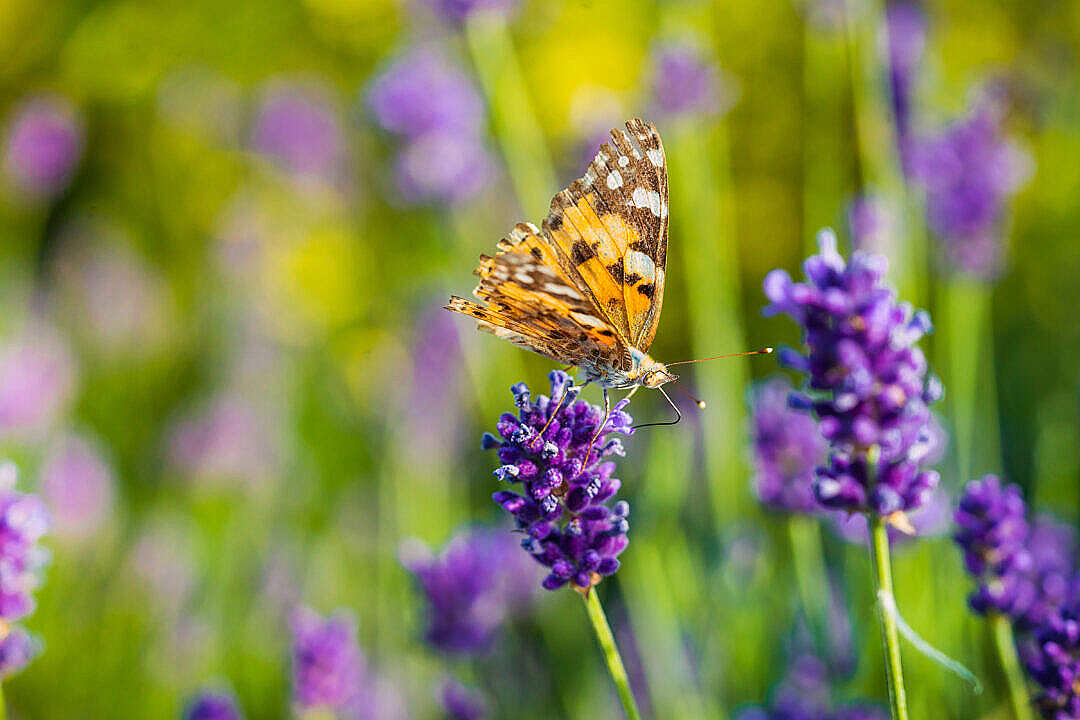 Download Butterfly Drinking Nectar from a Lavender Flower FREE Stock Photo