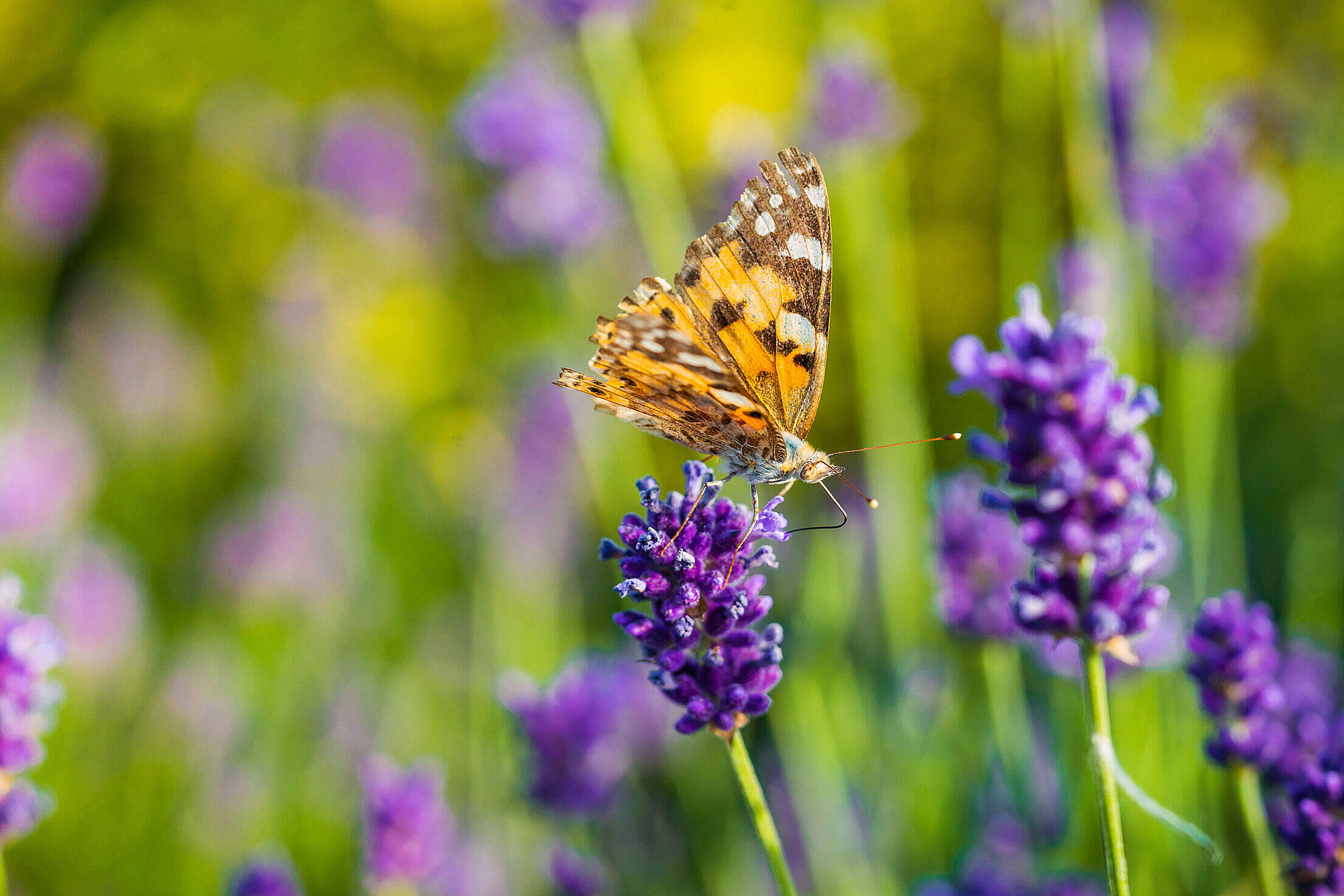 Butterfly Drinking Nectar from a Lavender Flower Free Stock Photo